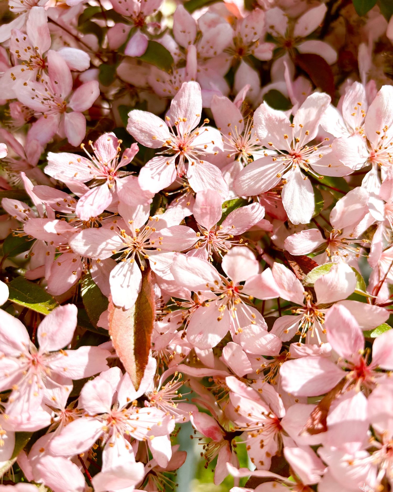 Close-up of blooming pink cherry blossom flowers with delicate petals in bright sunlight.