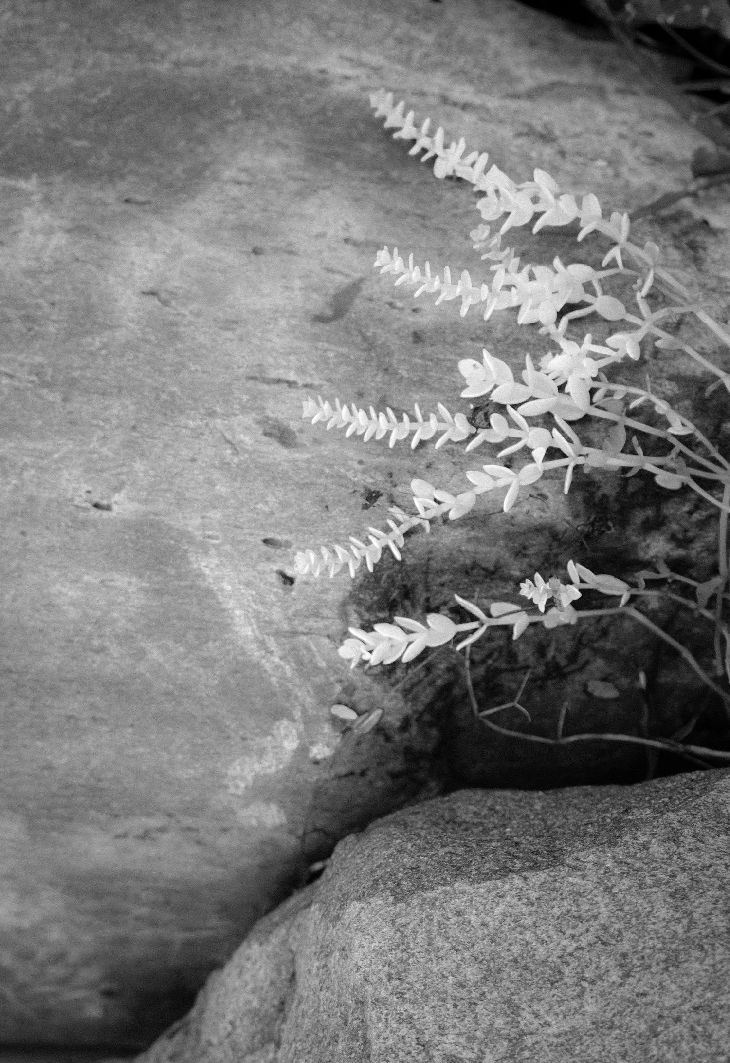 Black and white close-up of white leafy plant growing between large granite rock formations.