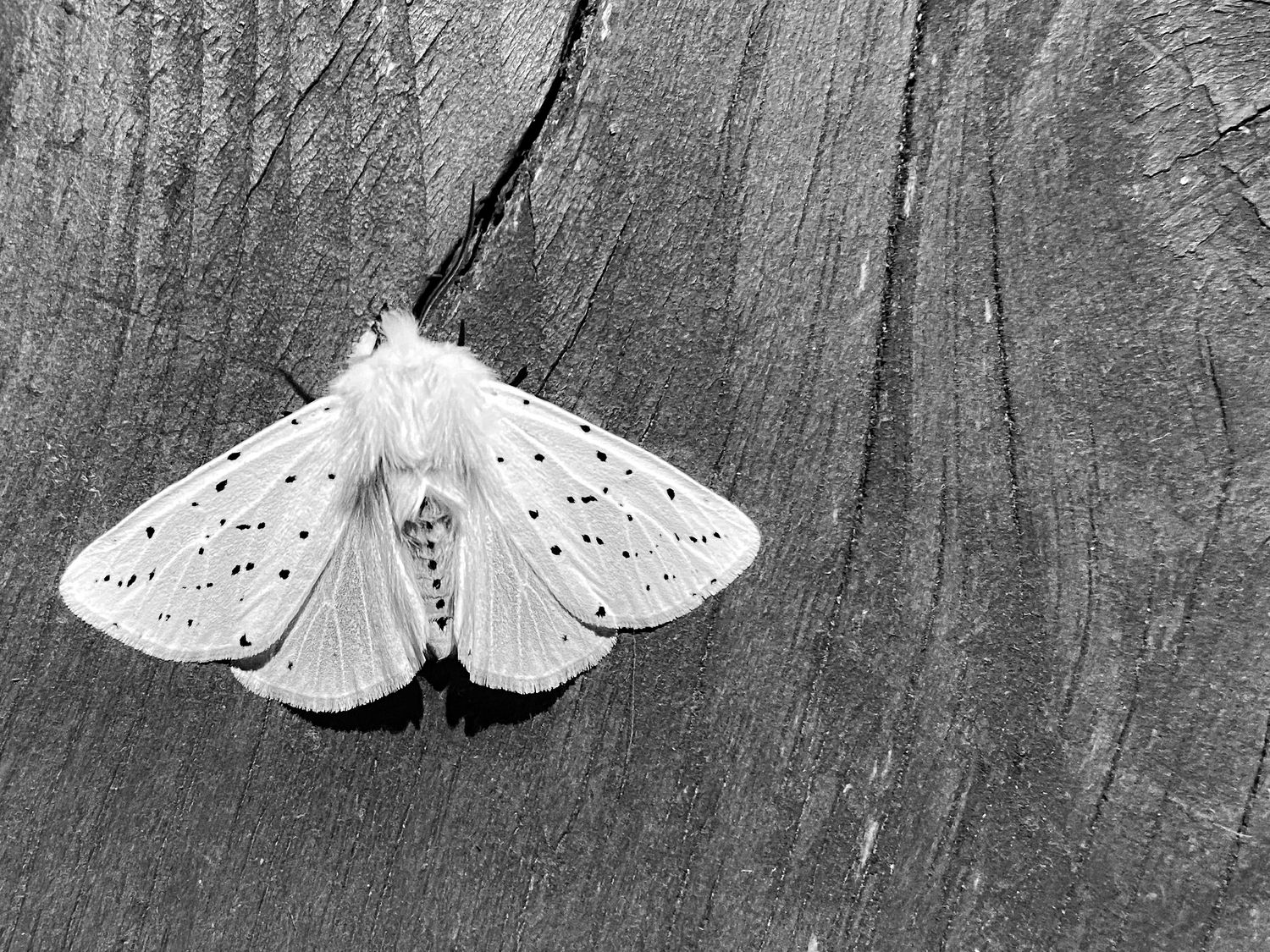 White ermine moth with black spots resting on weathered gray wood texture, black and white photography.