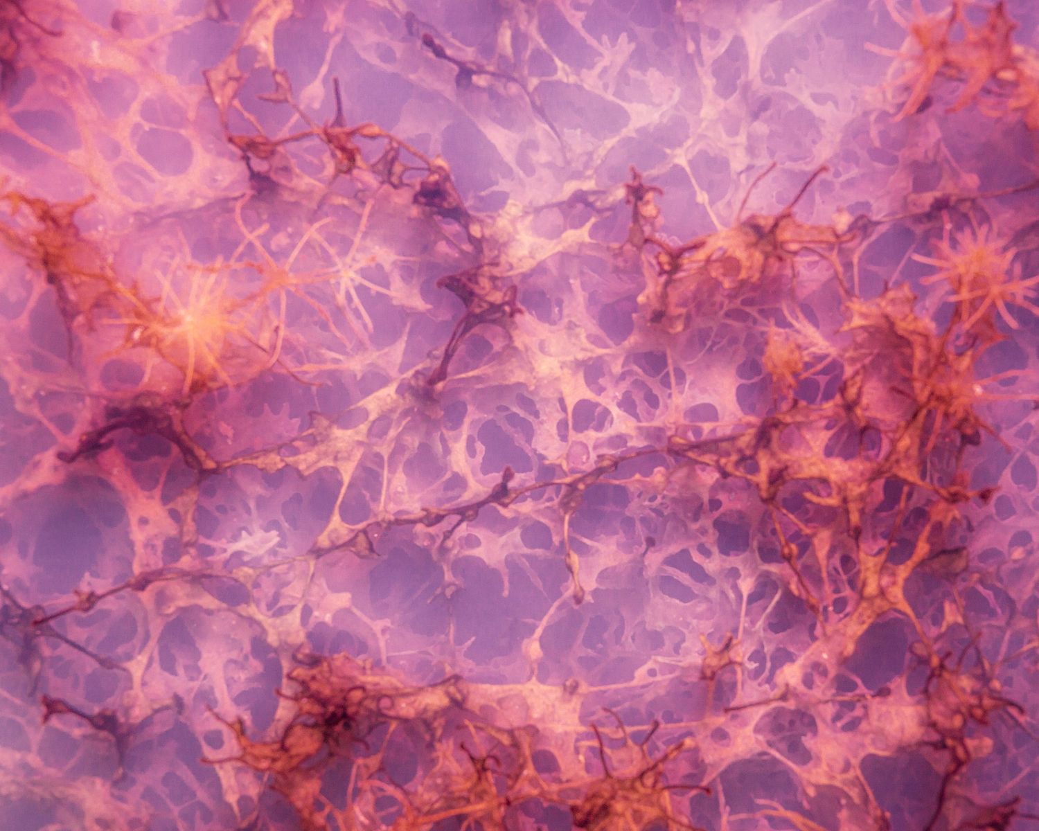Abstract pink and purple neural network pattern resembling neurons and synapses under microscope illumination.
