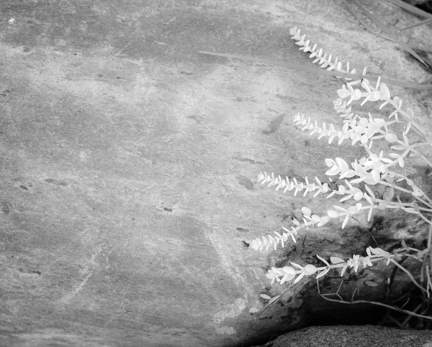 Black and white photo of delicate white fern plant resting on smooth textured rock surface.