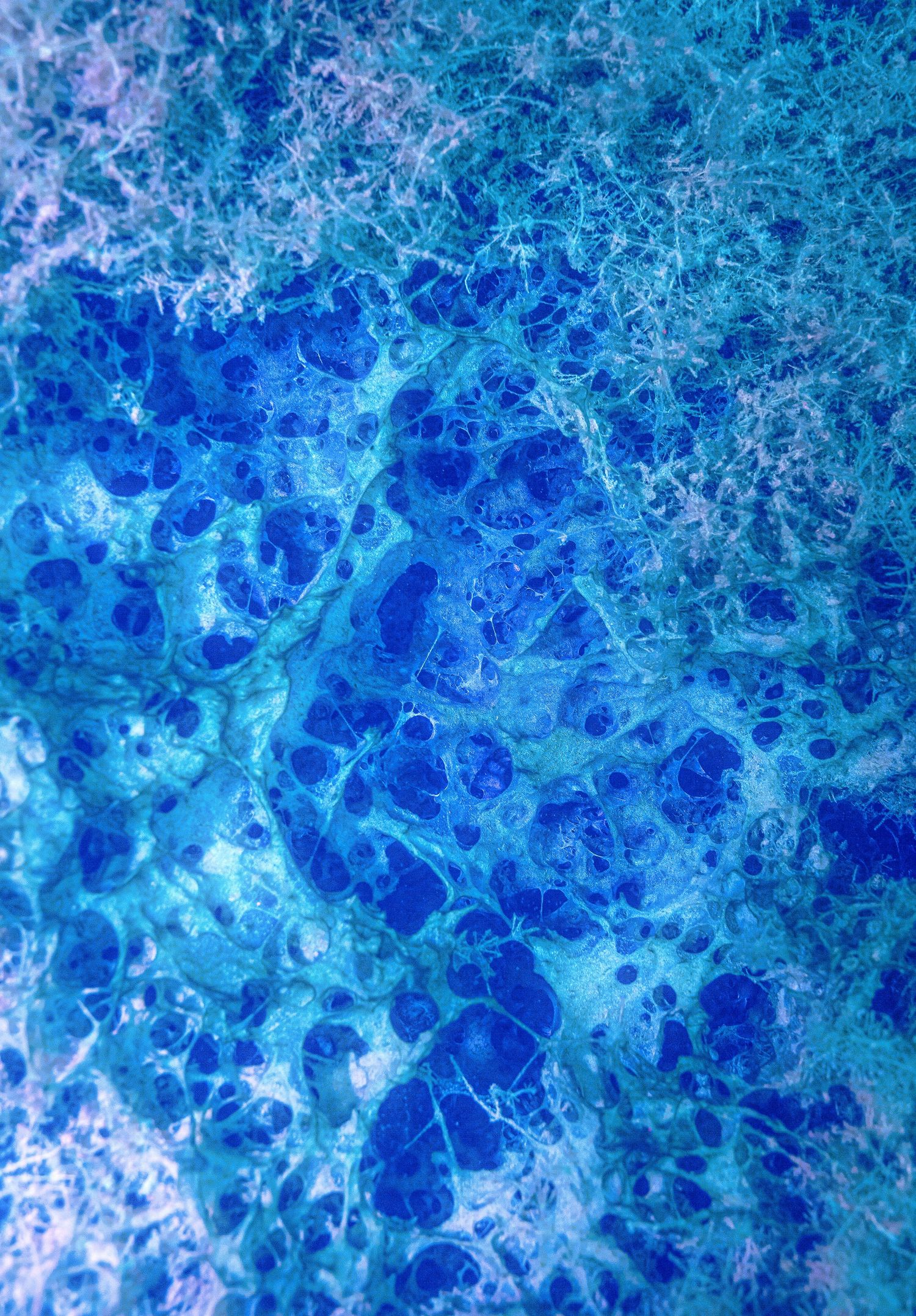 Abstract blue and teal microscopic cell pattern with circular structures and organic textures.