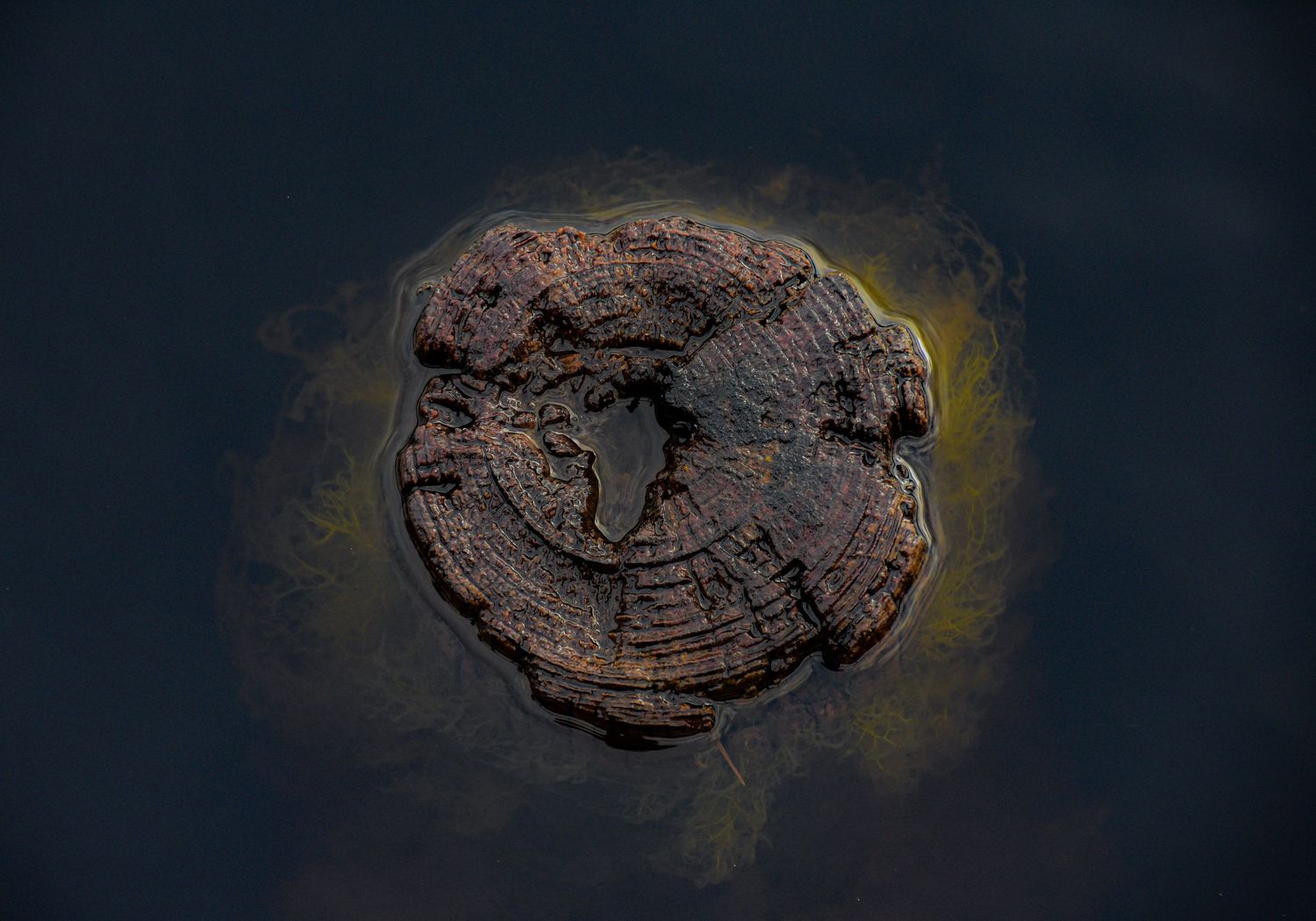 Aerial view of a weathered tree stump cross-section floating in dark water, resembling a world map with growth rings.