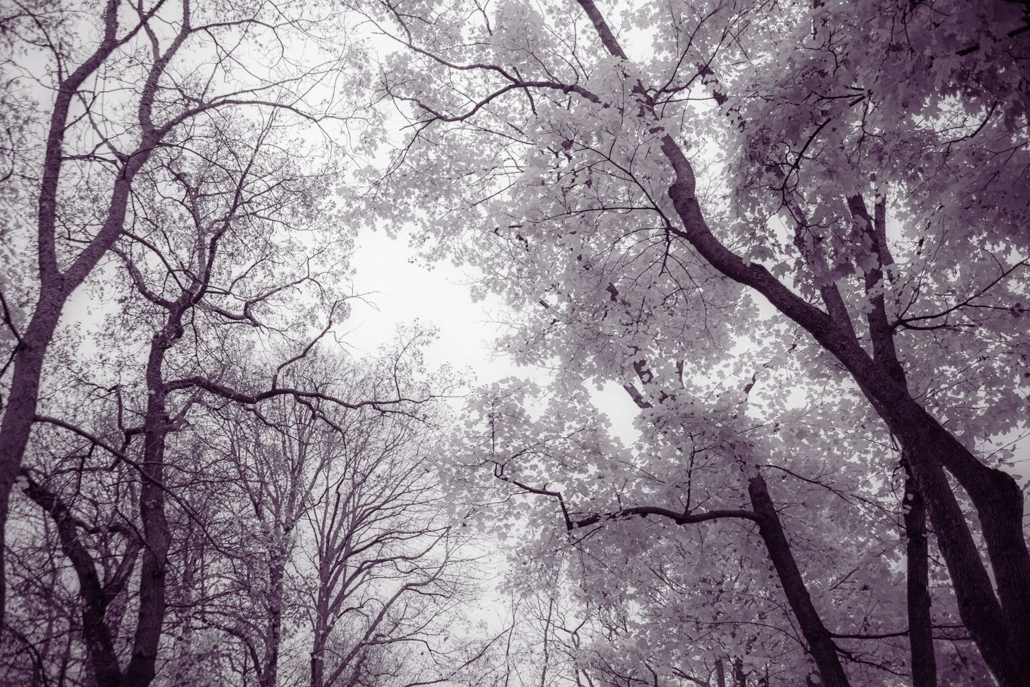 Dreamy infrared-style upward view of bare tree branches with soft purple and white tones against a bright sky.