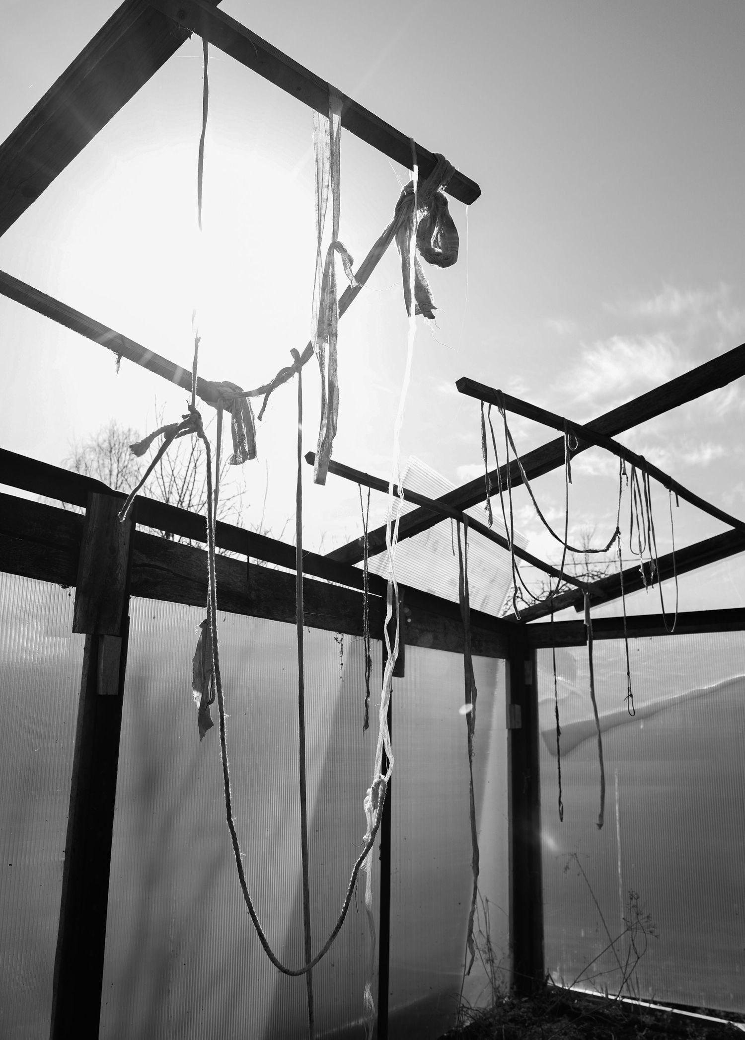 Black and white photo of ropes and strings hanging from a greenhouse frame against bright sky.
