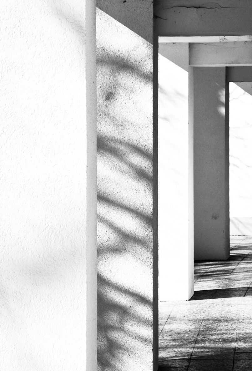Black and white architectural photo of white textured wall with leaf shadows and concrete columns.