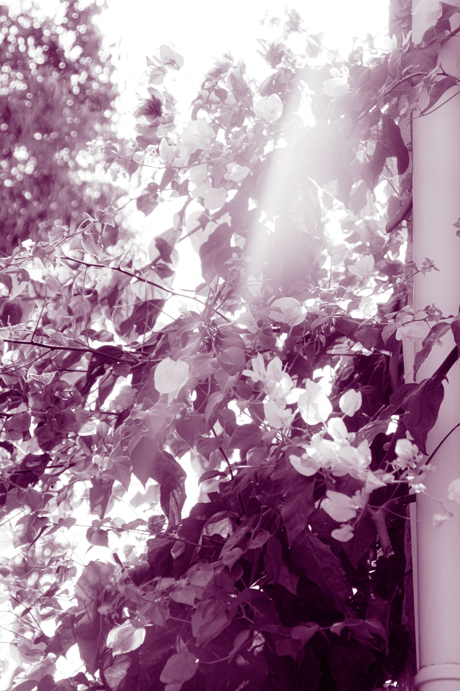 Dreamy purple-tinted sunlight filtering through lush green climbing vines and leaves along a white building drainpipe.