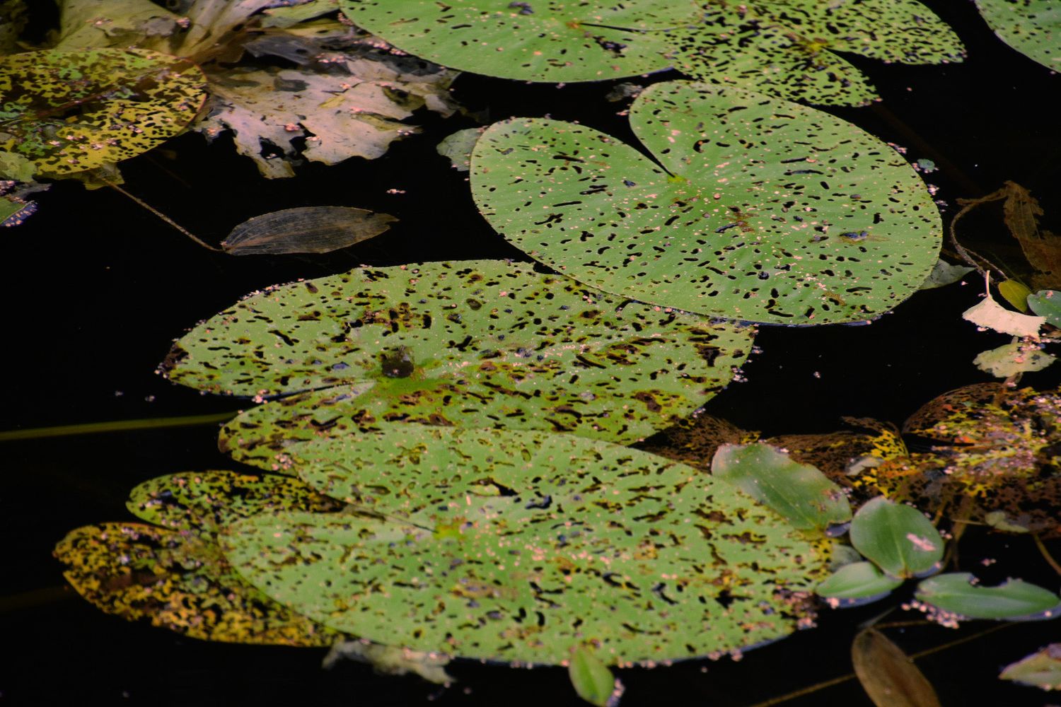 Green lily pads floating on dark pond water with scattered leaves and aquatic plants.