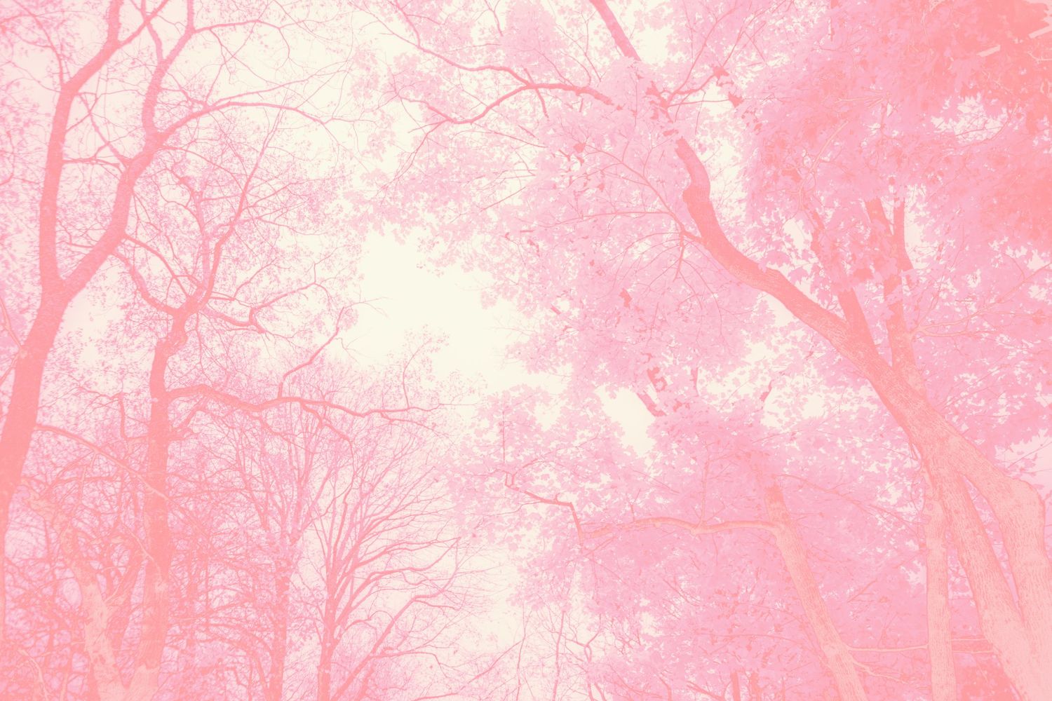 Pink-toned dreamy forest with bare trees reaching toward a soft glowing sky in a surreal pastel landscape.
