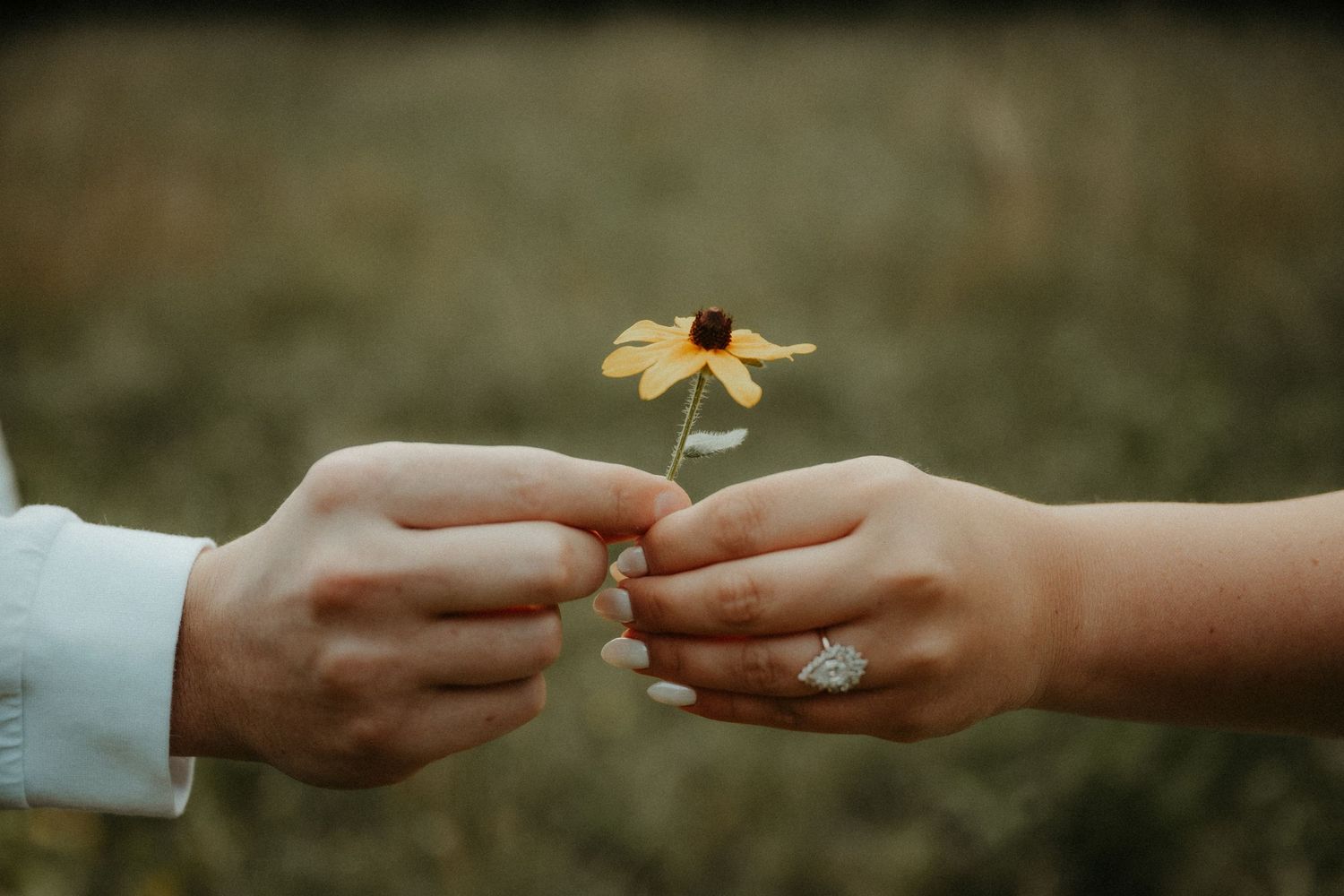 Two hands gently pass a delicate yellow daisy flower between them in a romantic outdoor setting. Pittsburgh Wedding Photographer