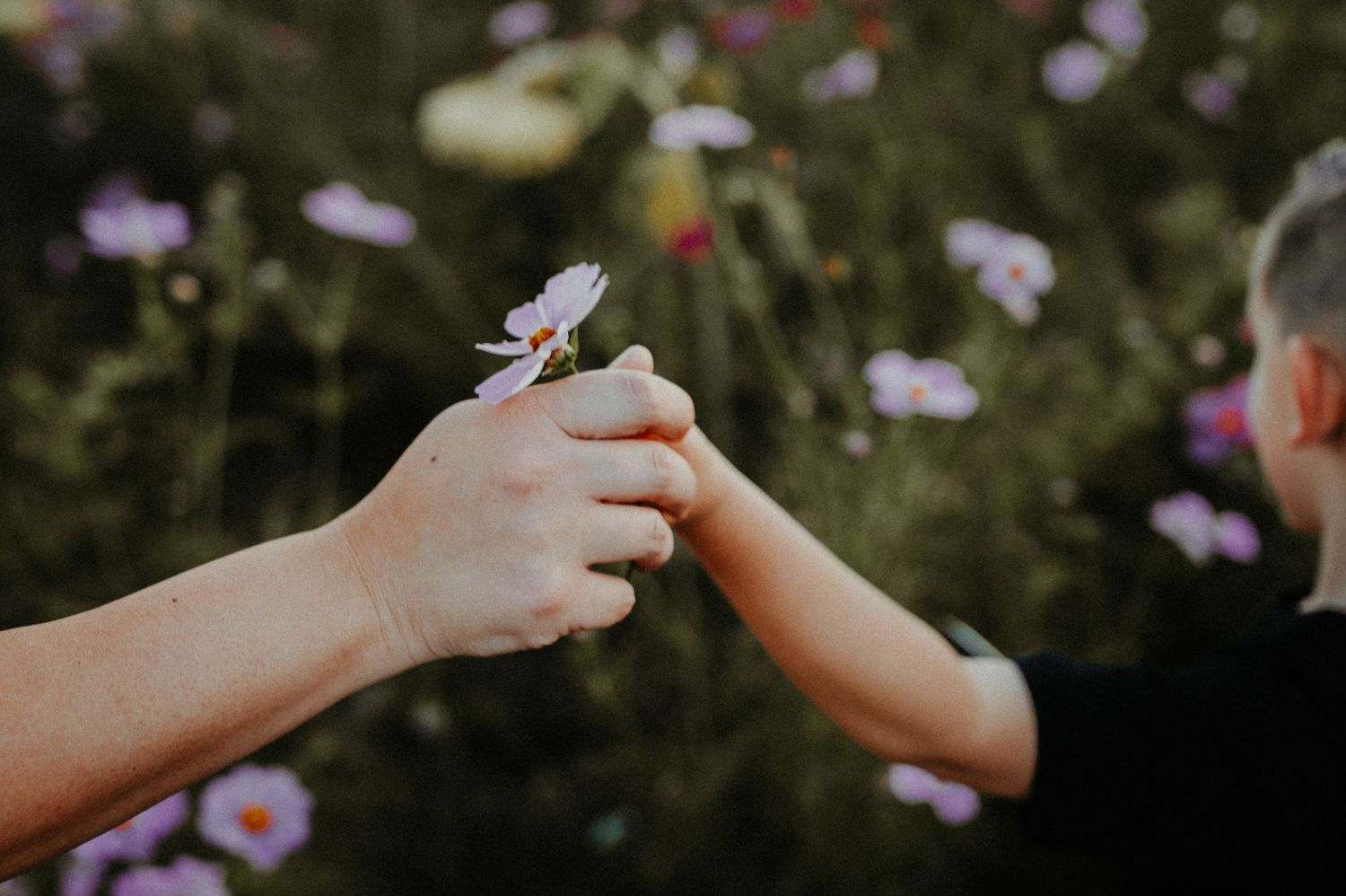 Two hands meet to exchange a delicate flower in a garden of blooming cosmos.