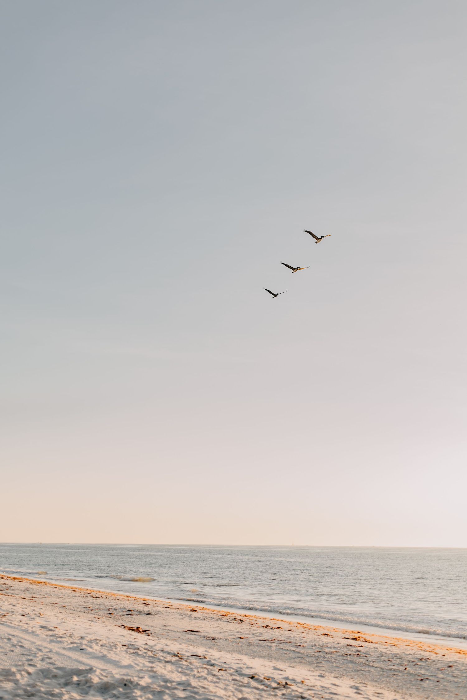 Three birds soar over a serene beach landscape at sunset with soft pastel sky and sandy shoreline.