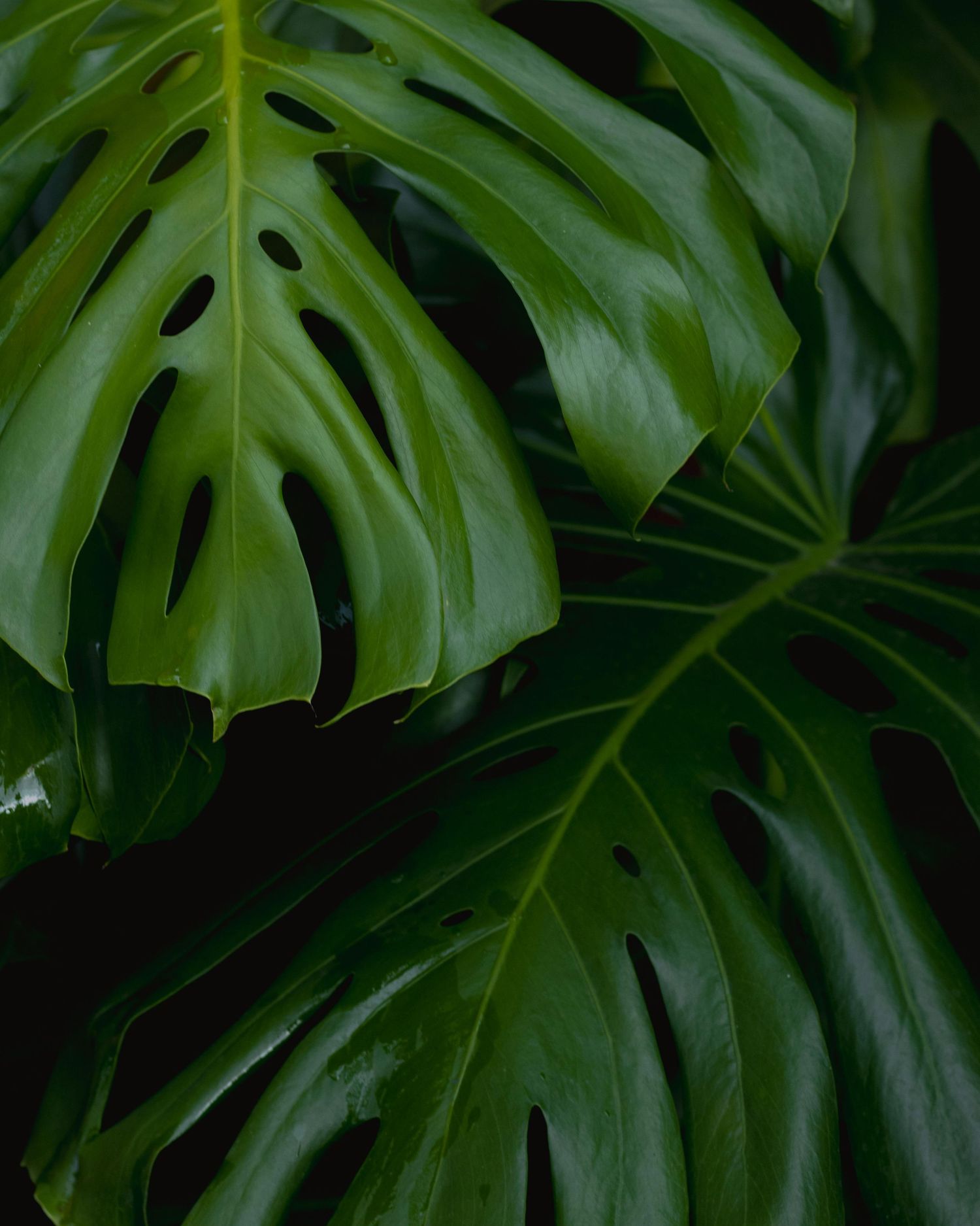 Close-up view of dark green Monstera deliciosa leaves creating a lush tropical background pattern.