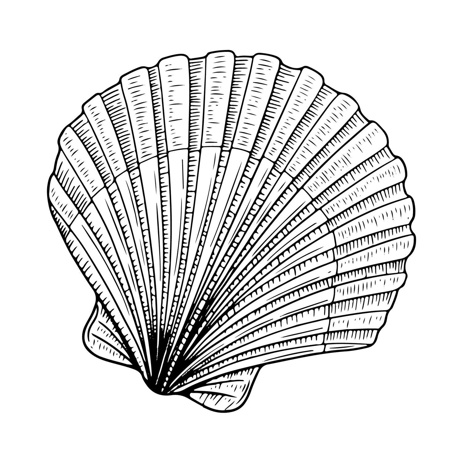 A sequence of five scallop shells arranged in descending size order from left to right, shown in black and white line art.