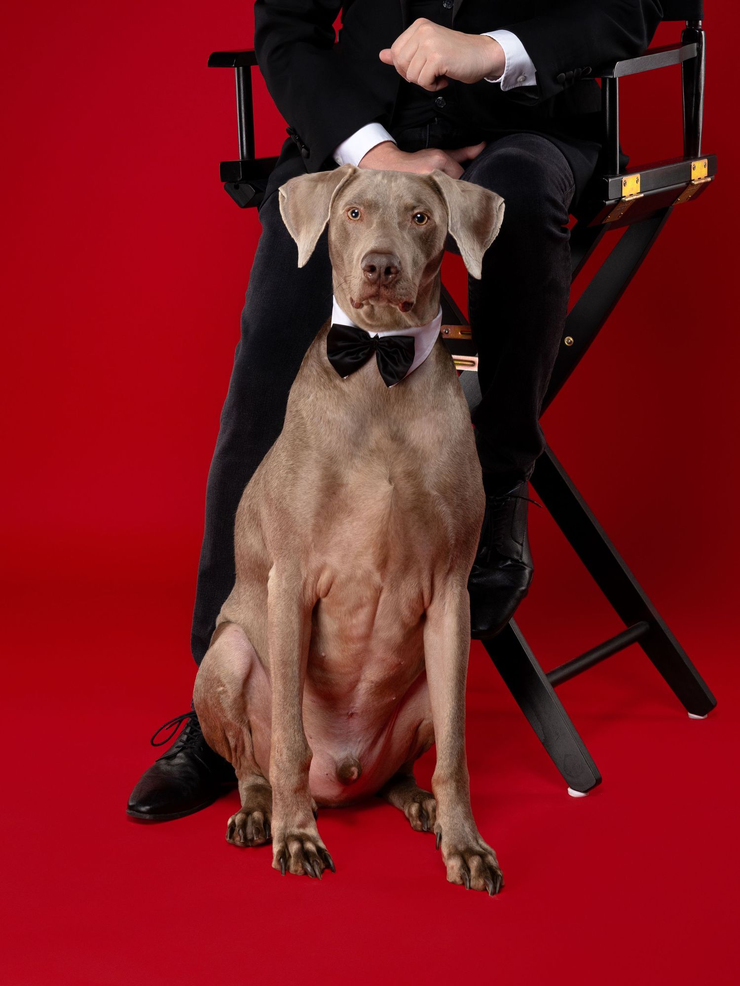 A Weimaraner dog wearing a black bow tie sits elegantly on a red backdrop next to a director's chair.