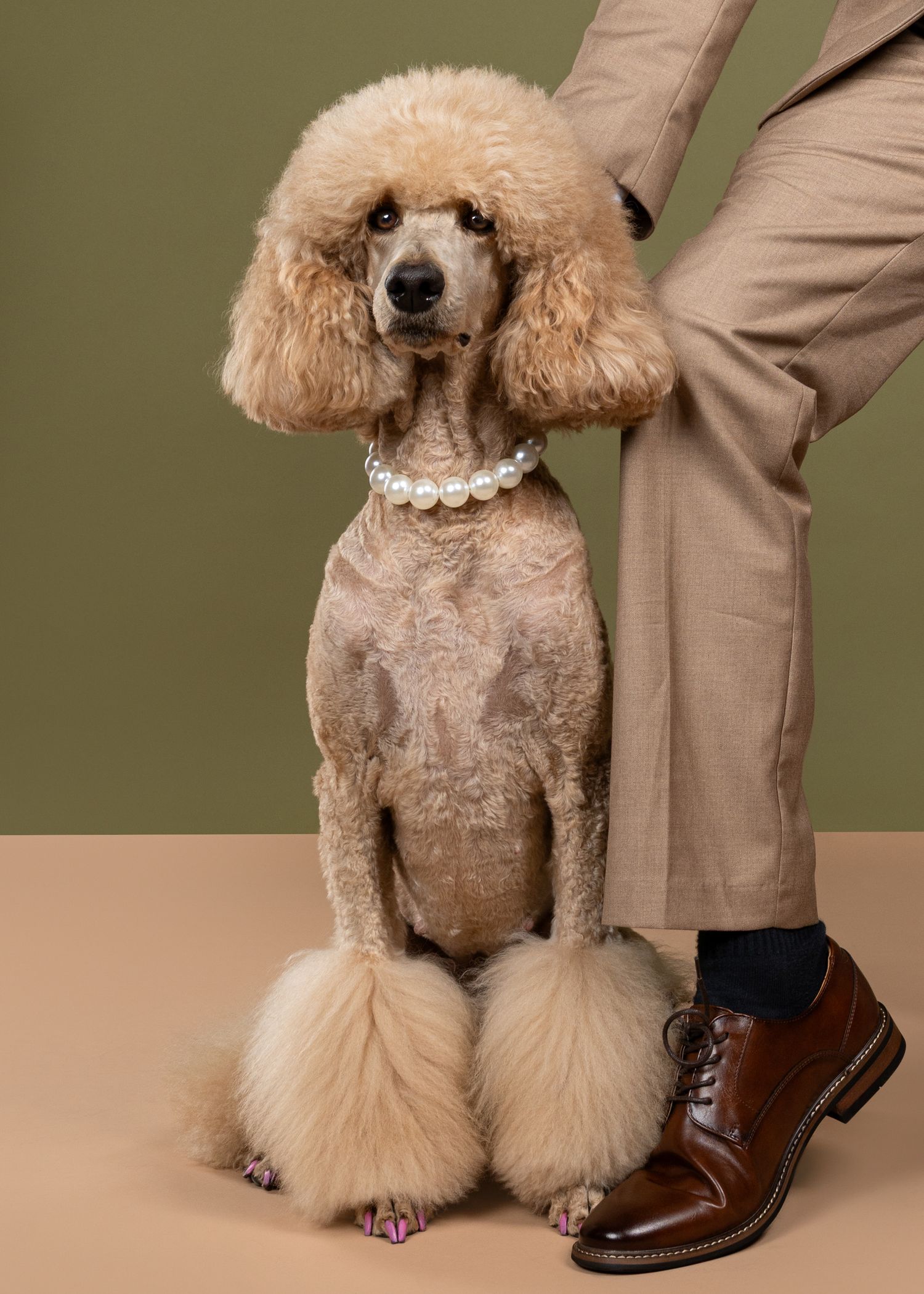 A series of images showing a groomed poodle with different views of its styled legs and feet next to brown dress shoes.