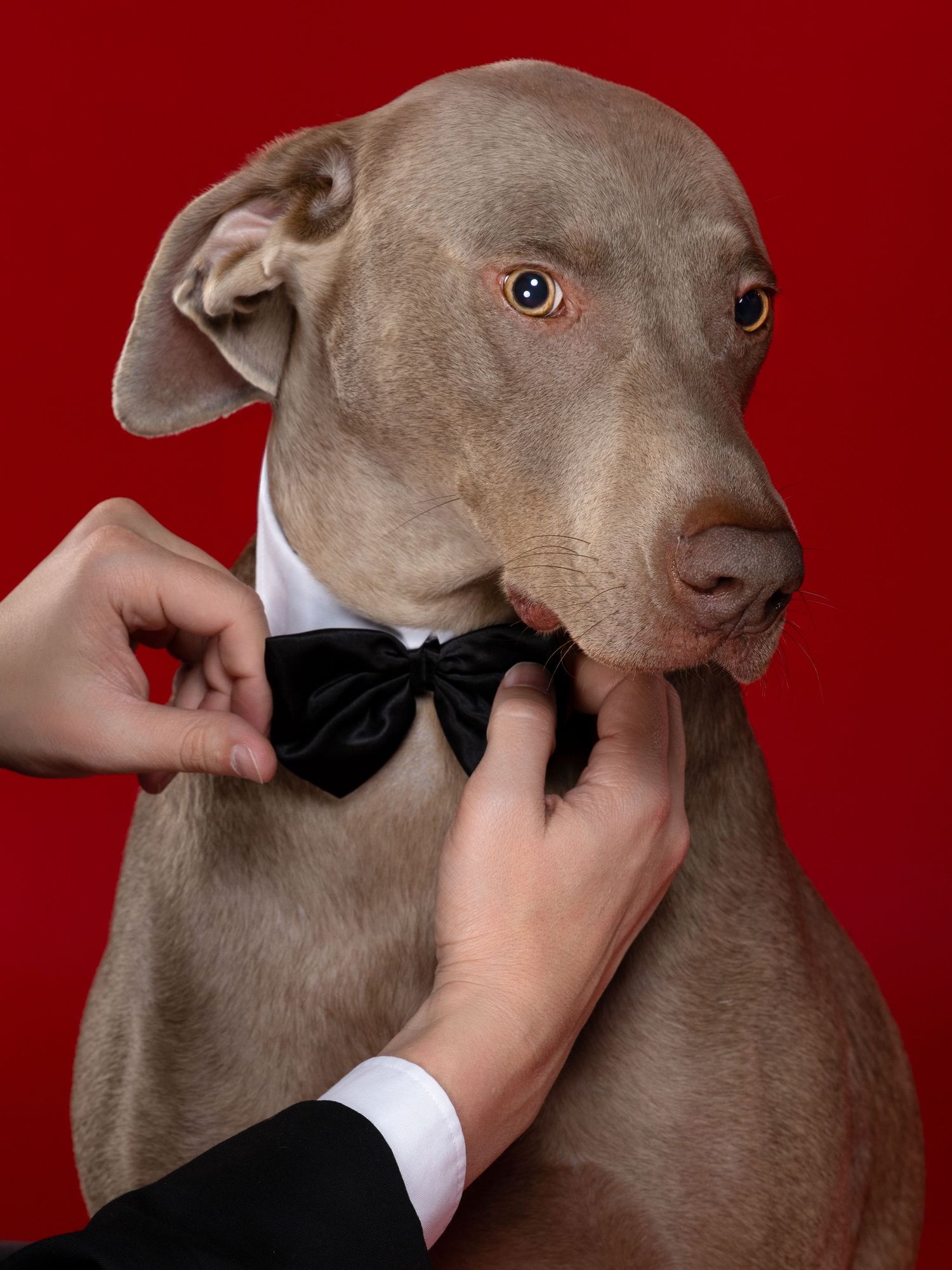 A series of five photos showing a gray Weimaraner dog being fitted with a black bowtie against a red background.