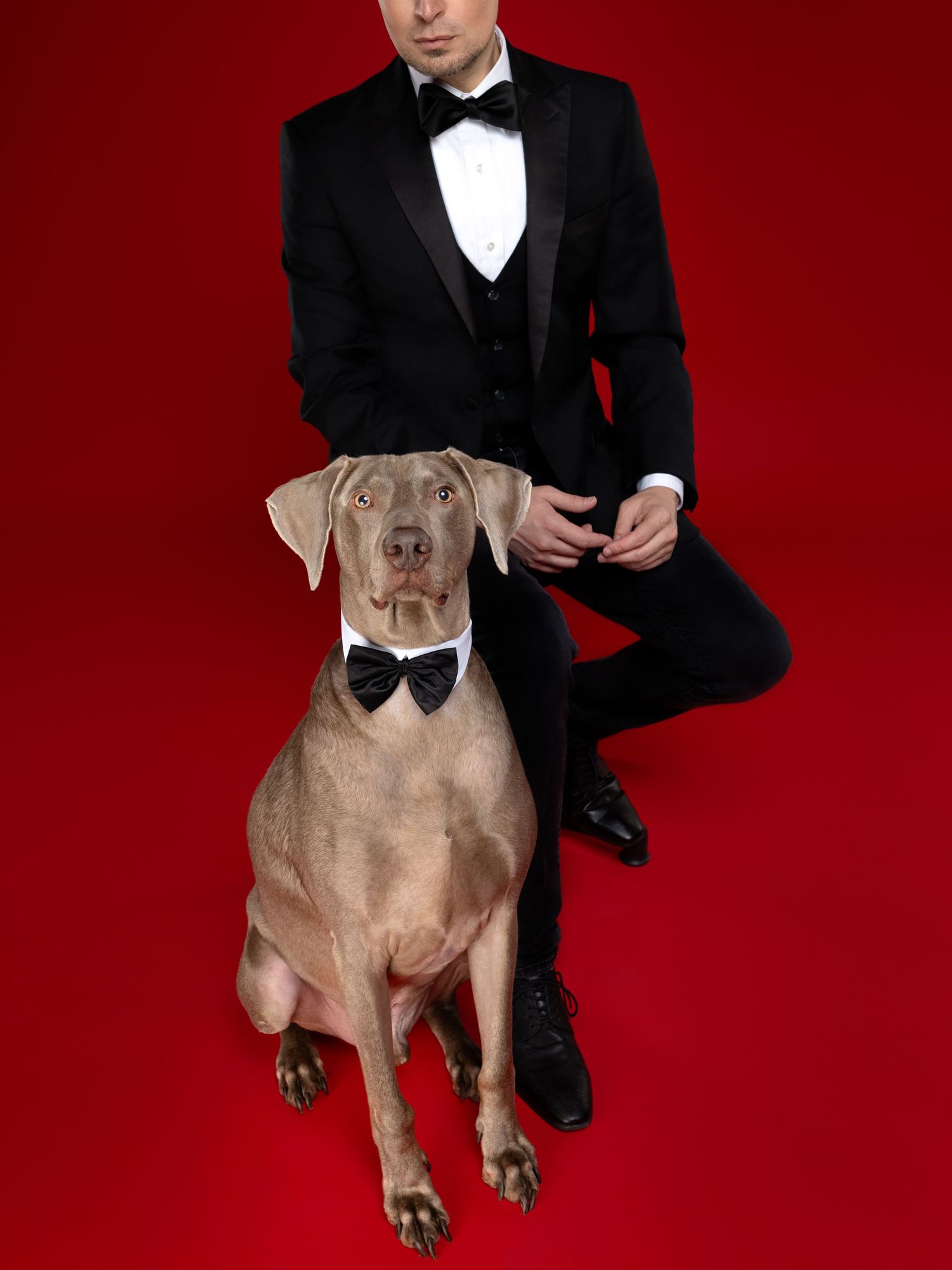 Four sequential photos show a Weimaraner dog posing elegantly with someone in a black tuxedo against a red backdrop.