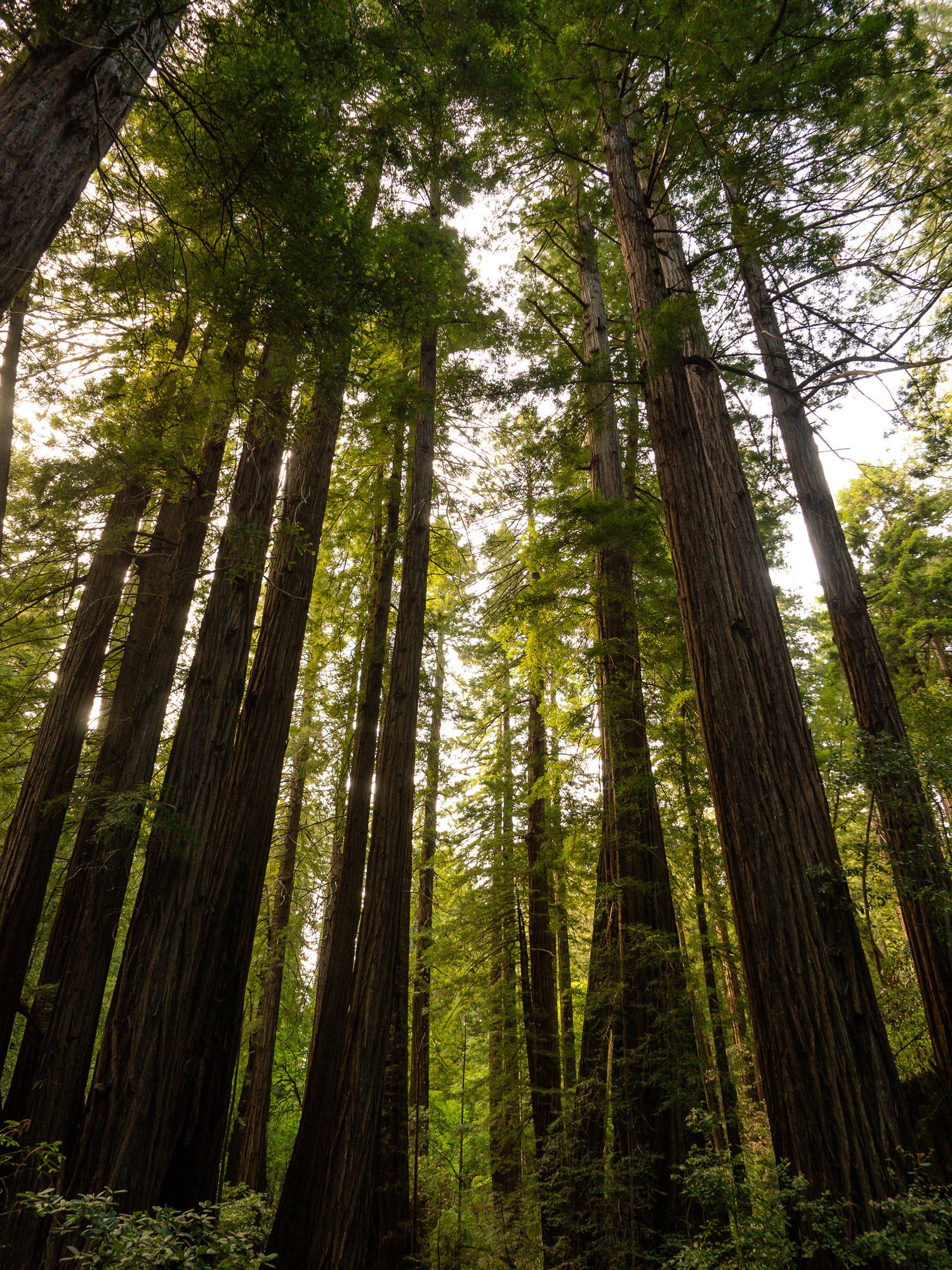 Looking up at towering redwood trees in a dense forest with sunlight filtering through the green canopy.