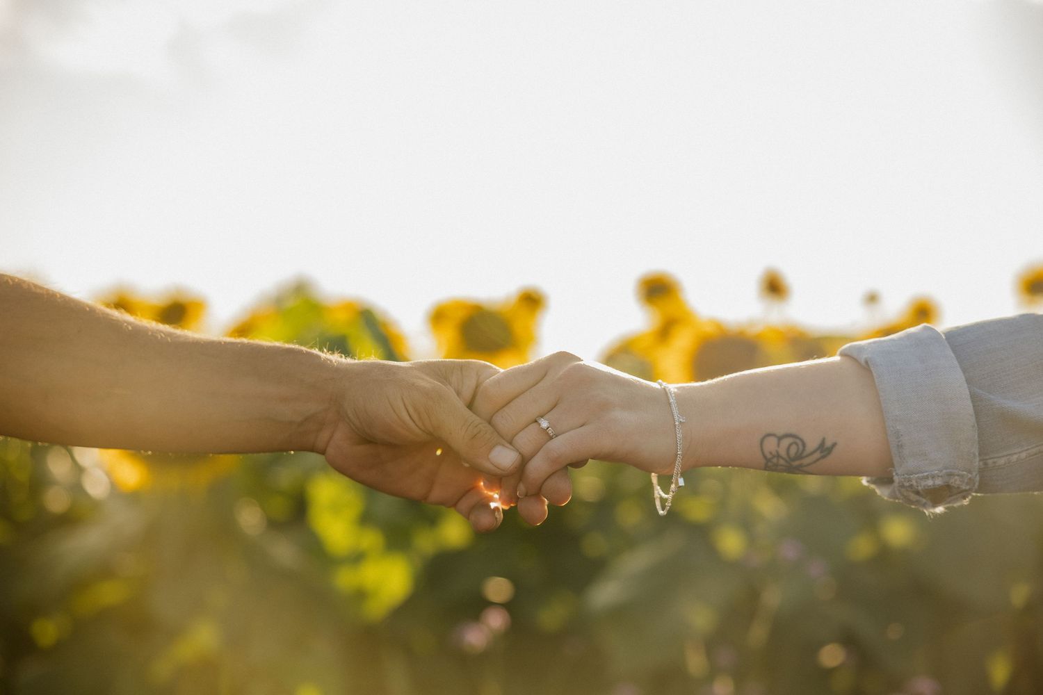 Sunflowers glowing in golden sunlight at sunset with a person's silhouette holding stems in the foreground.