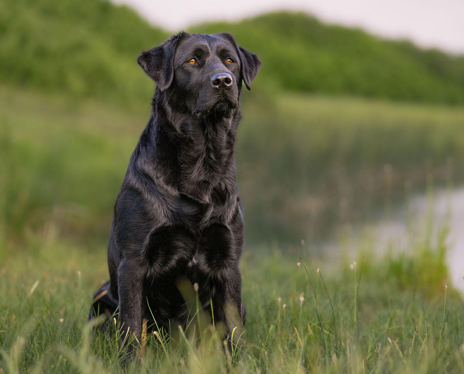 A black Labrador retriever sits alertly in a grassy field near water on an overcast day.