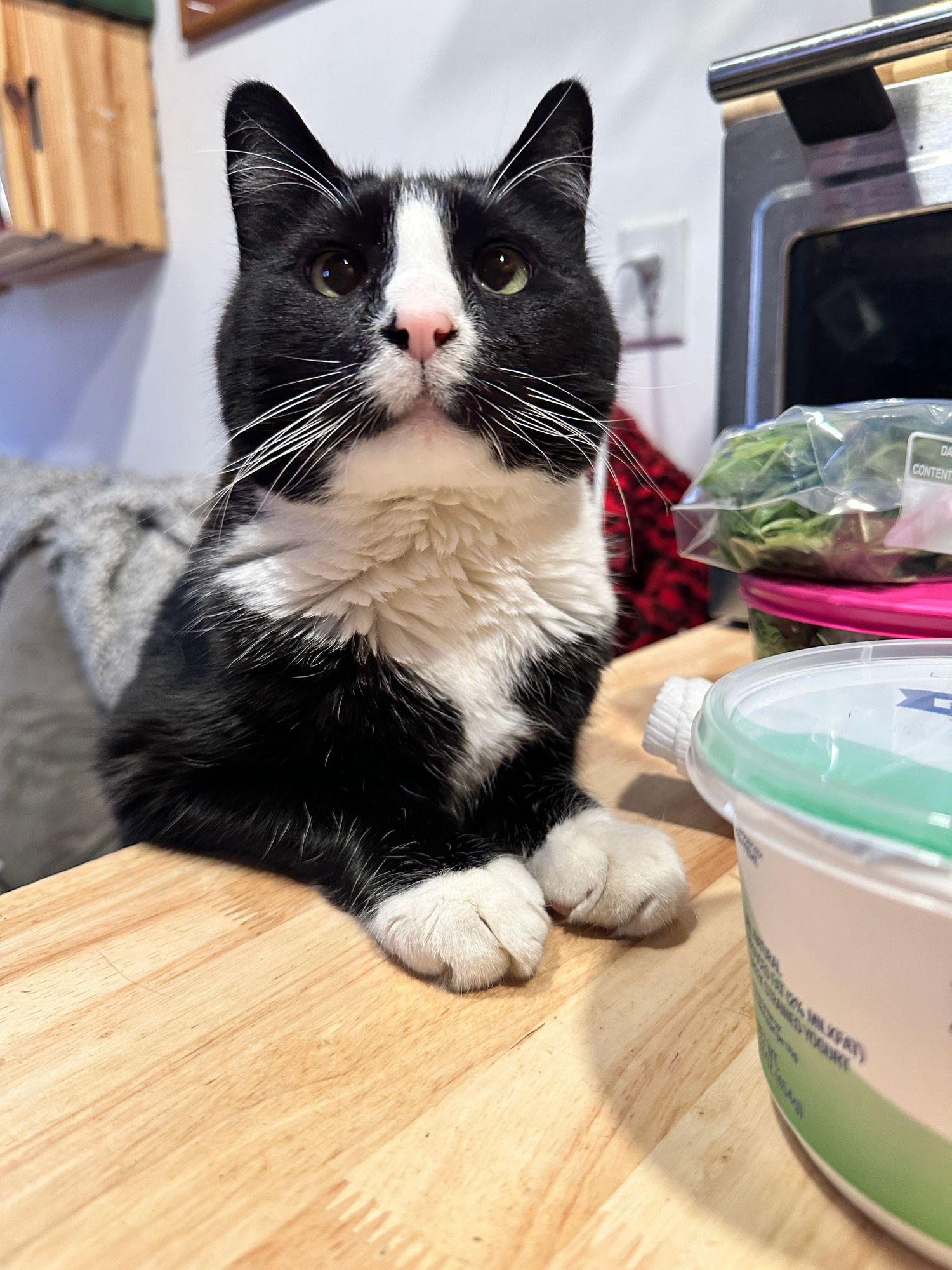 A black and white tuxedo cat sits regally on a wooden table next to a plastic container.