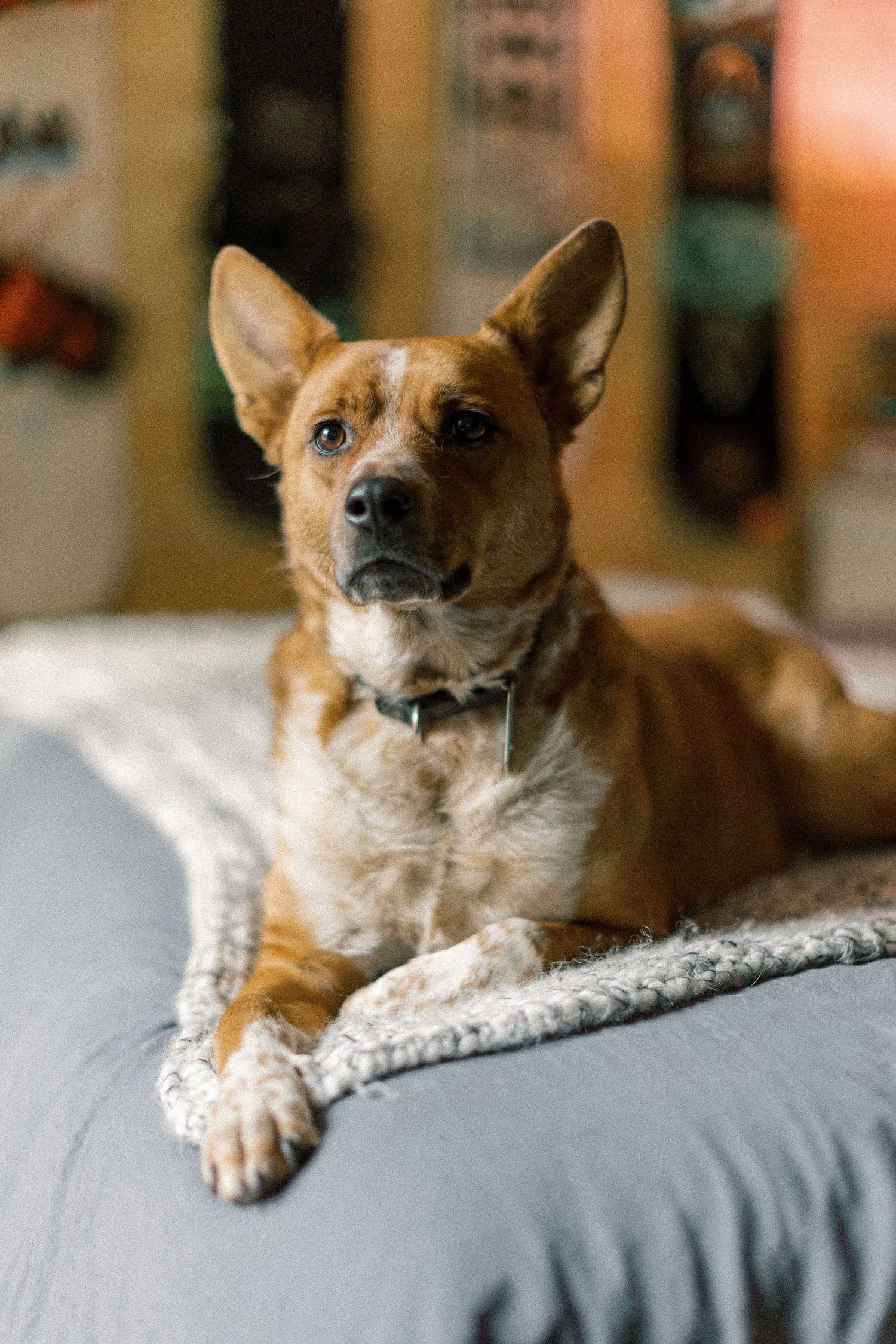 Brown and tan dog with pointed ears relaxes alertly on grey bedding while gazing into the distance.