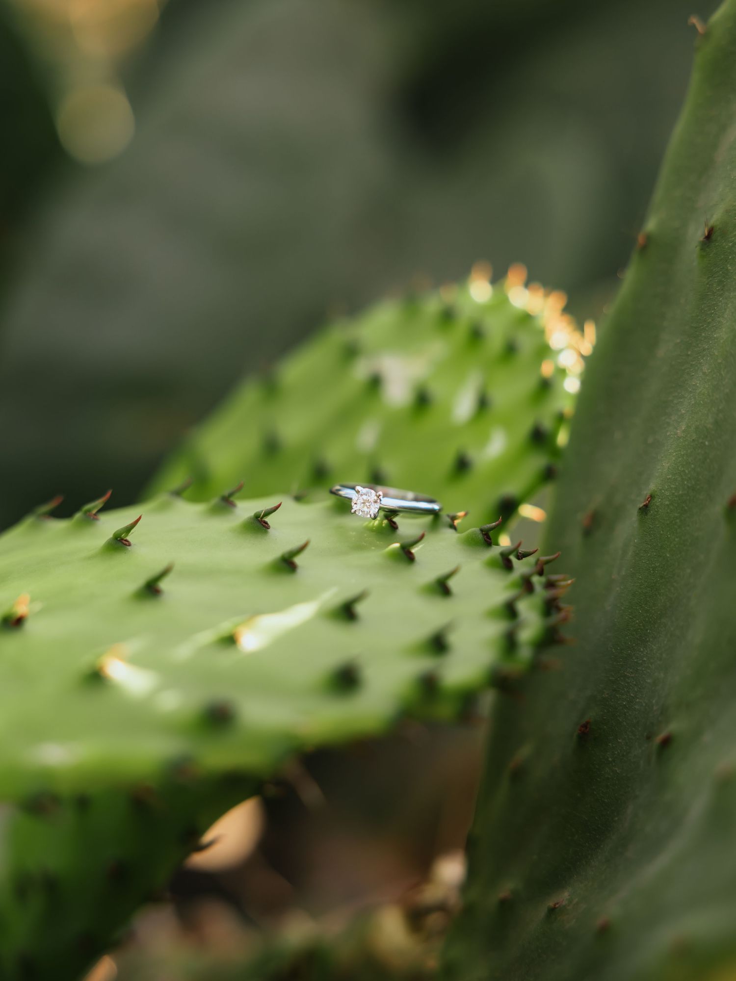 Diamond engagement ring resting on a green prickly pear cactus pad with sharp spines outdoors.