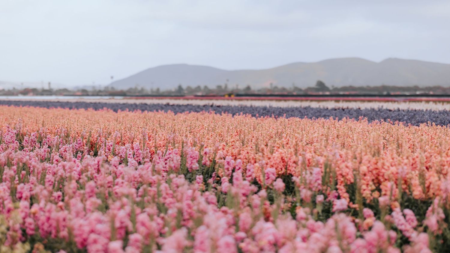 Field of pink and coral snapdragon flowers blooming against distant mountains under cloudy skies.