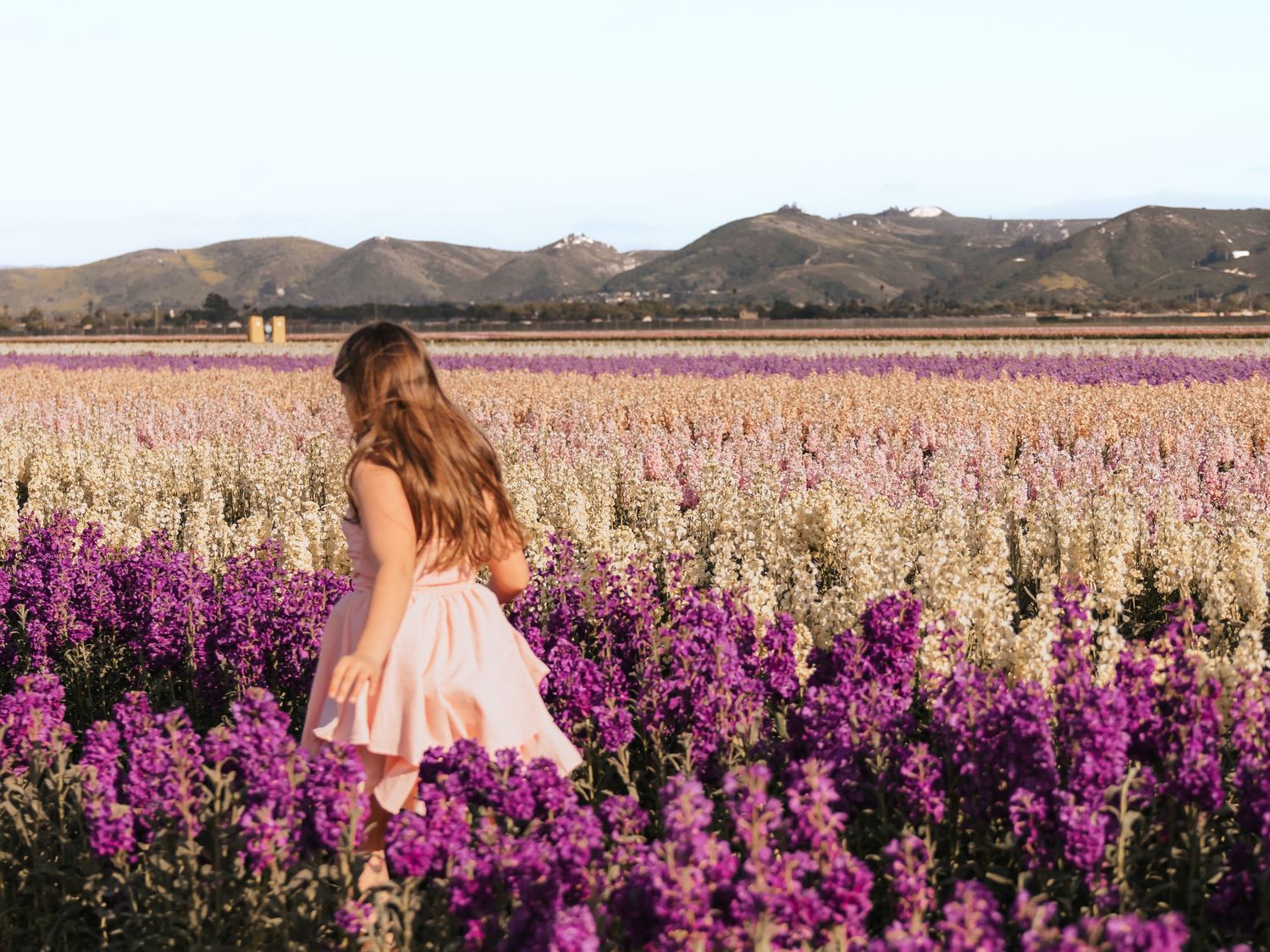 Person in a pink dress stands amid vibrant purple and white wildflowers with mountains in the distance.