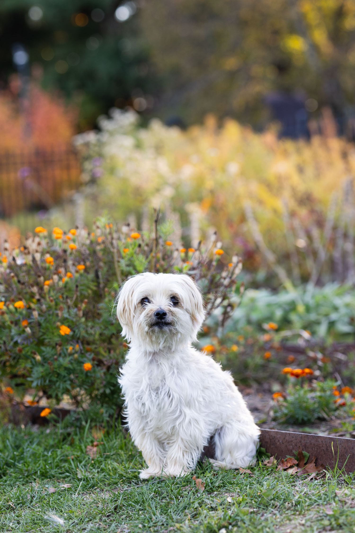 Small white fluffy Maltese dog sitting on grass in garden with colorful autumn flowers in background.