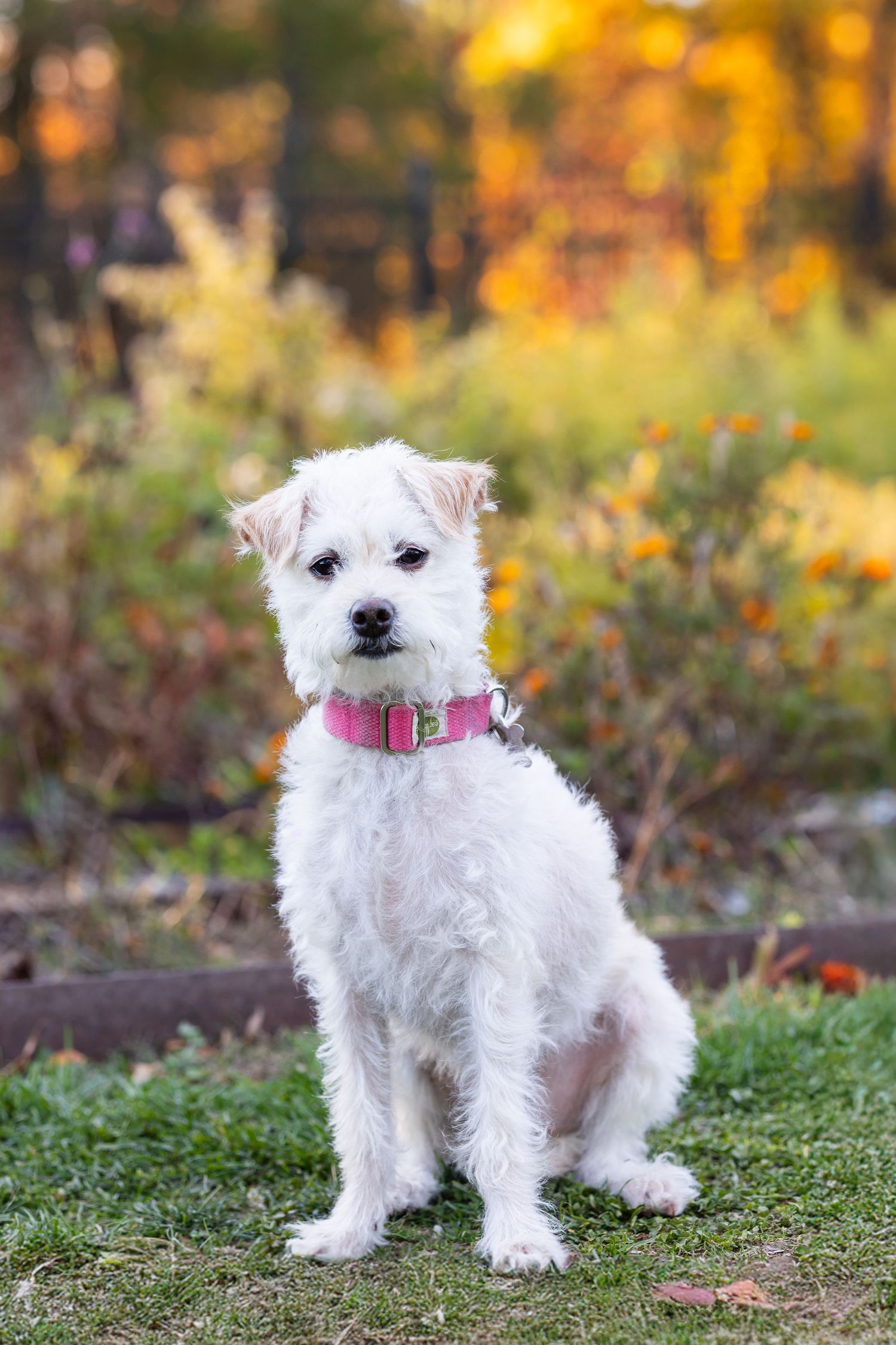 Fluffy white terrier mix wearing a pink collar sits on green grass with colorful autumn foliage behind.