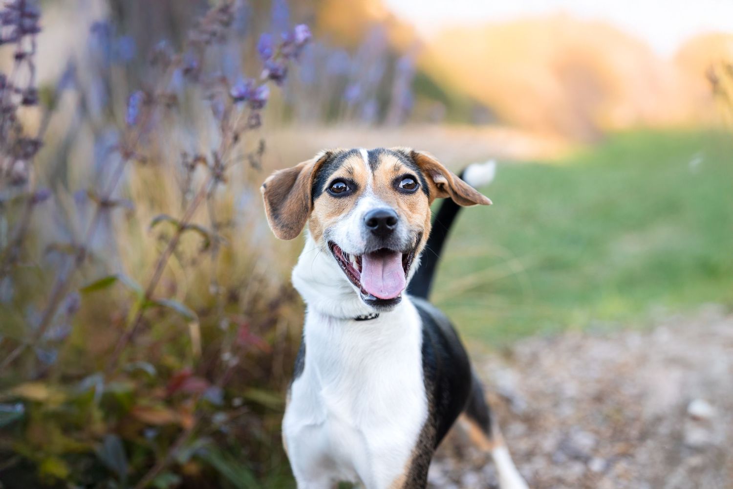 Cheerful beagle dog with tongue out posing near purple wildflowers in golden light.