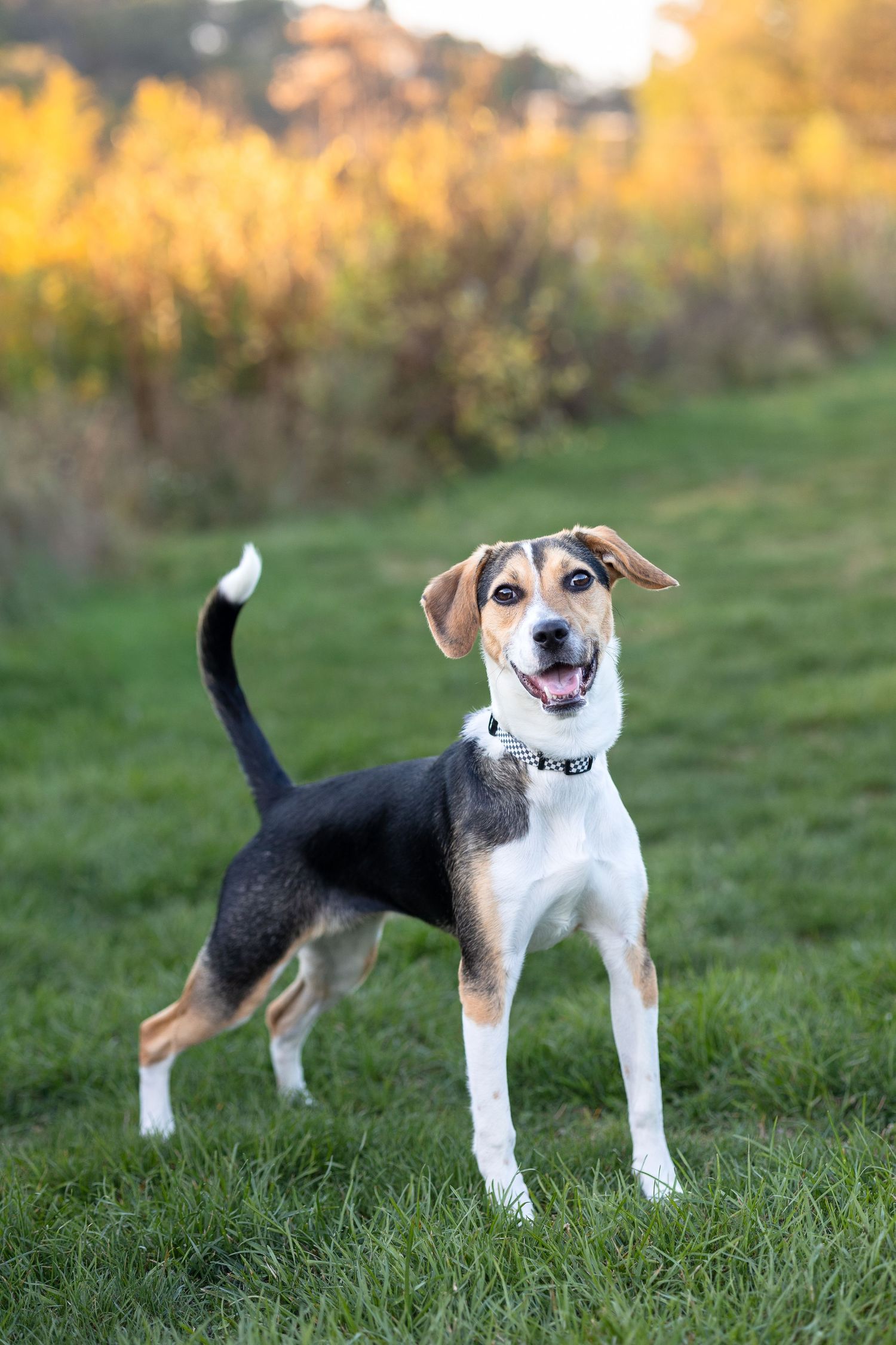 Happy tricolor beagle mix dog standing on green grass with colorful autumn foliage in background.