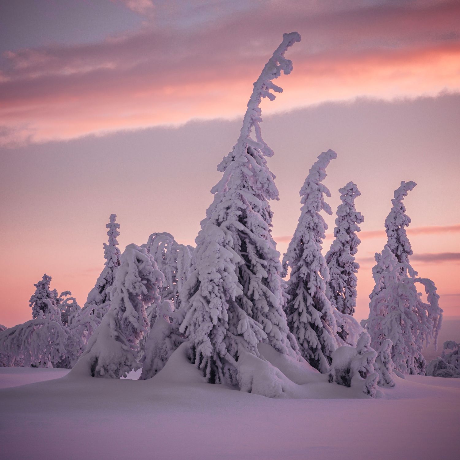 Rene Olivas Photography Frosted Finland Forest