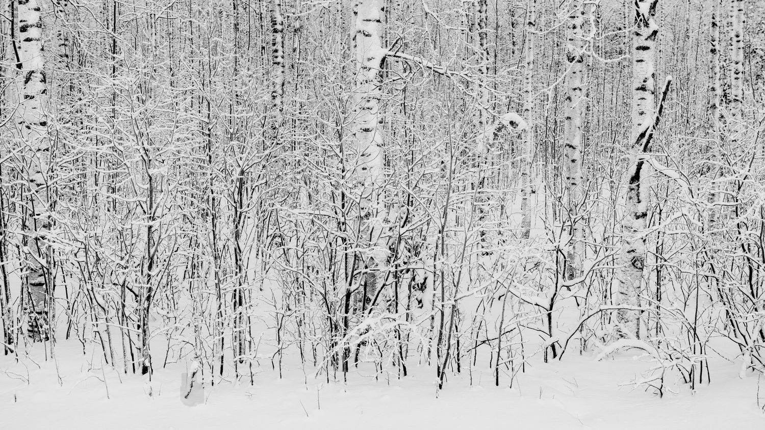 Rene Olivas Photography Birch Trees in Finland