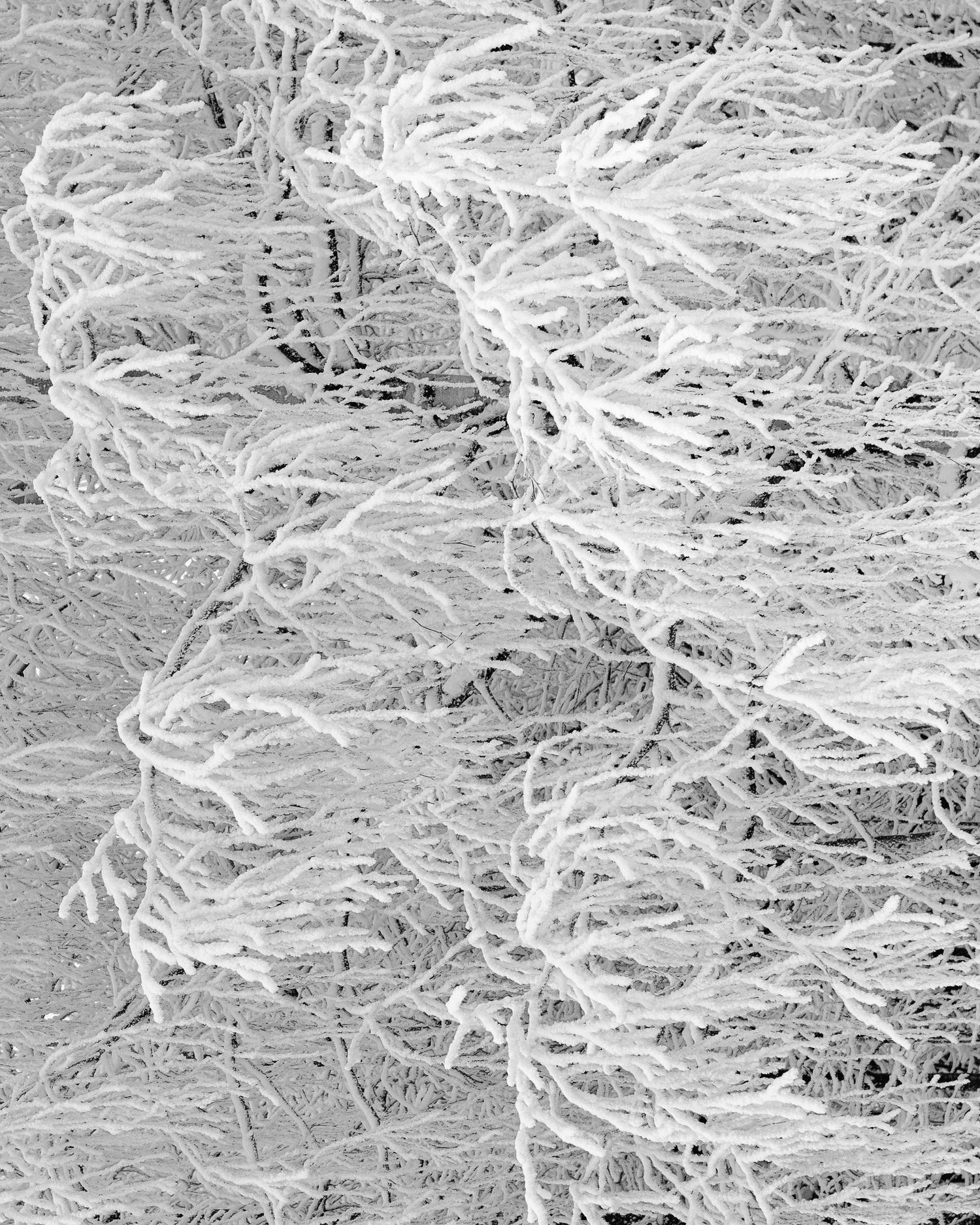 Rene Olivas Photography Finland Frost