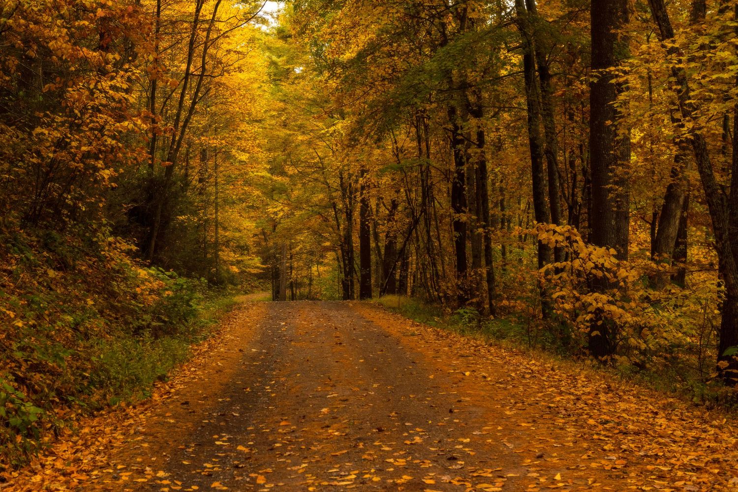Rene Olivas Photography Virginia Fall Foliage
