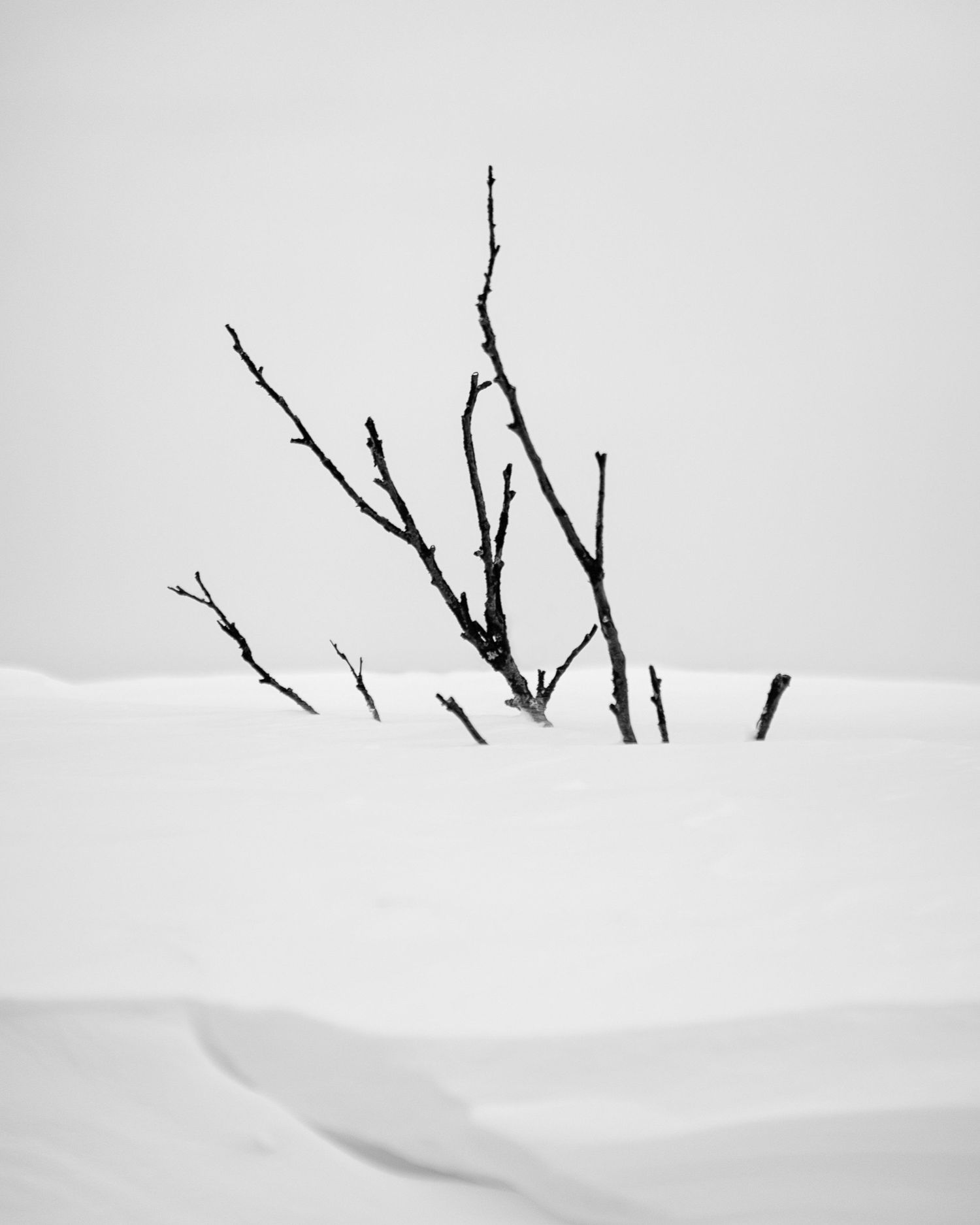 Rene Olivas Photography Tree Buried in Snow