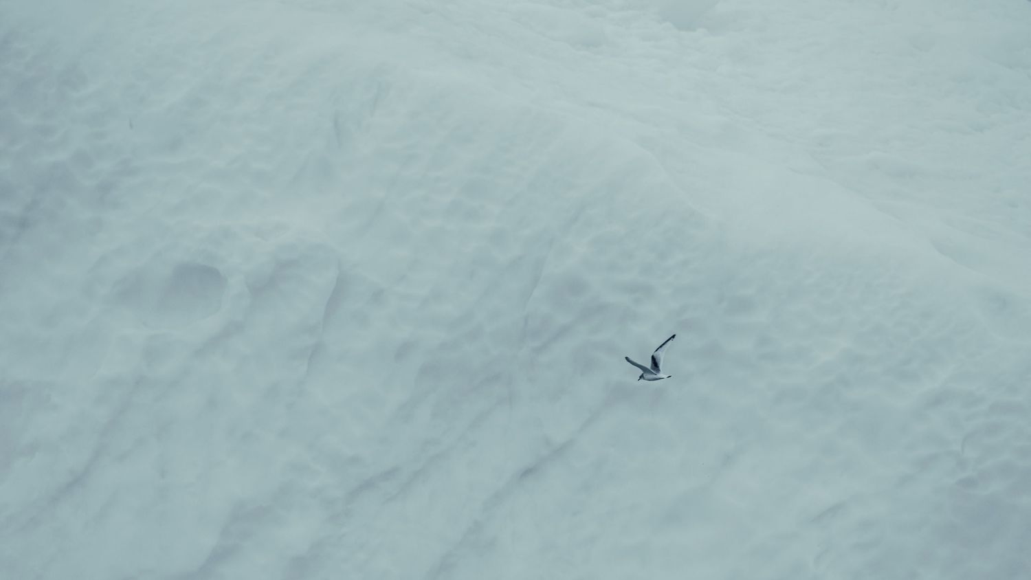 Rene Olivas Photography Bird in Flight Over Greenland