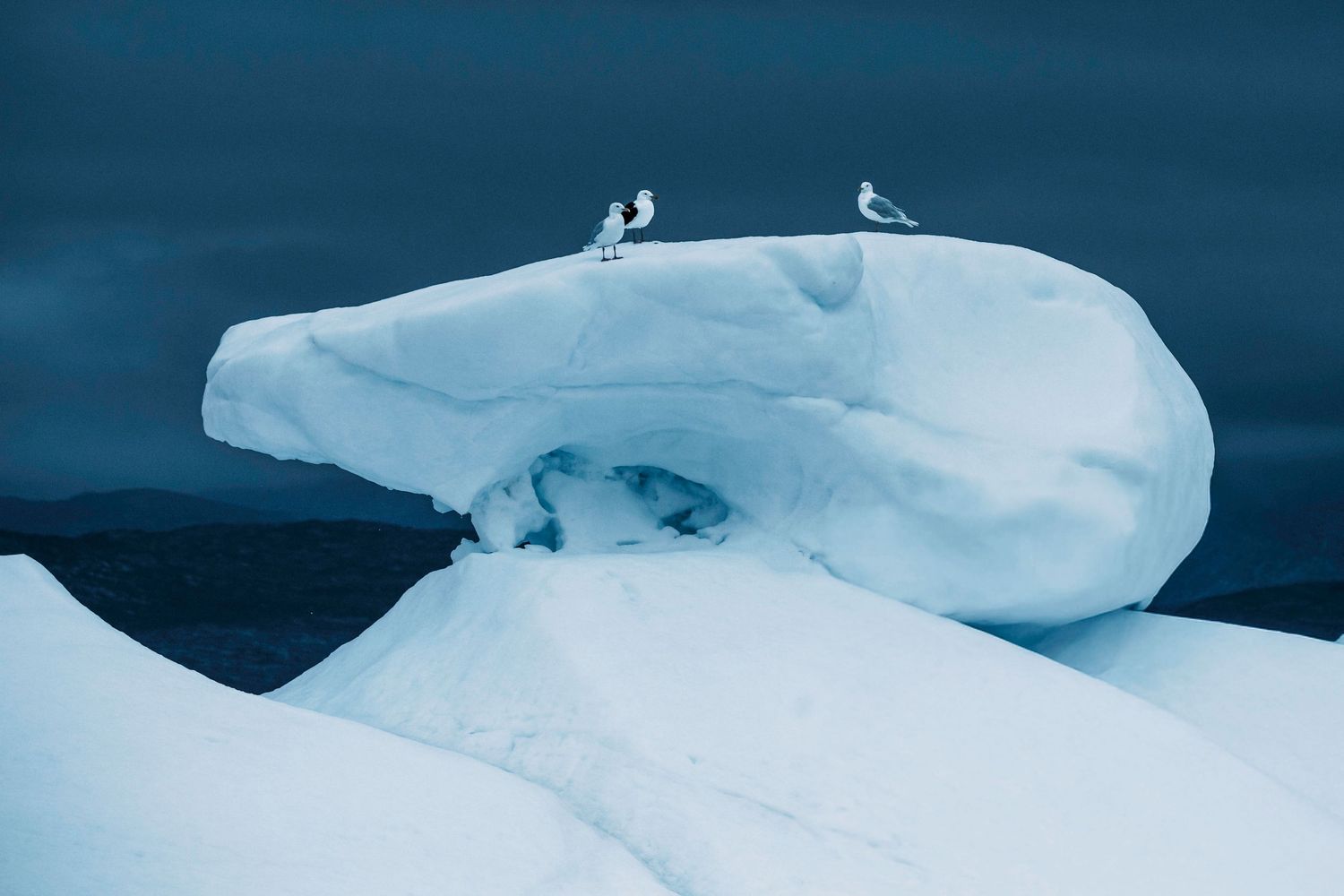 Rene Olivas Photography Birds of a Feather, Greenland