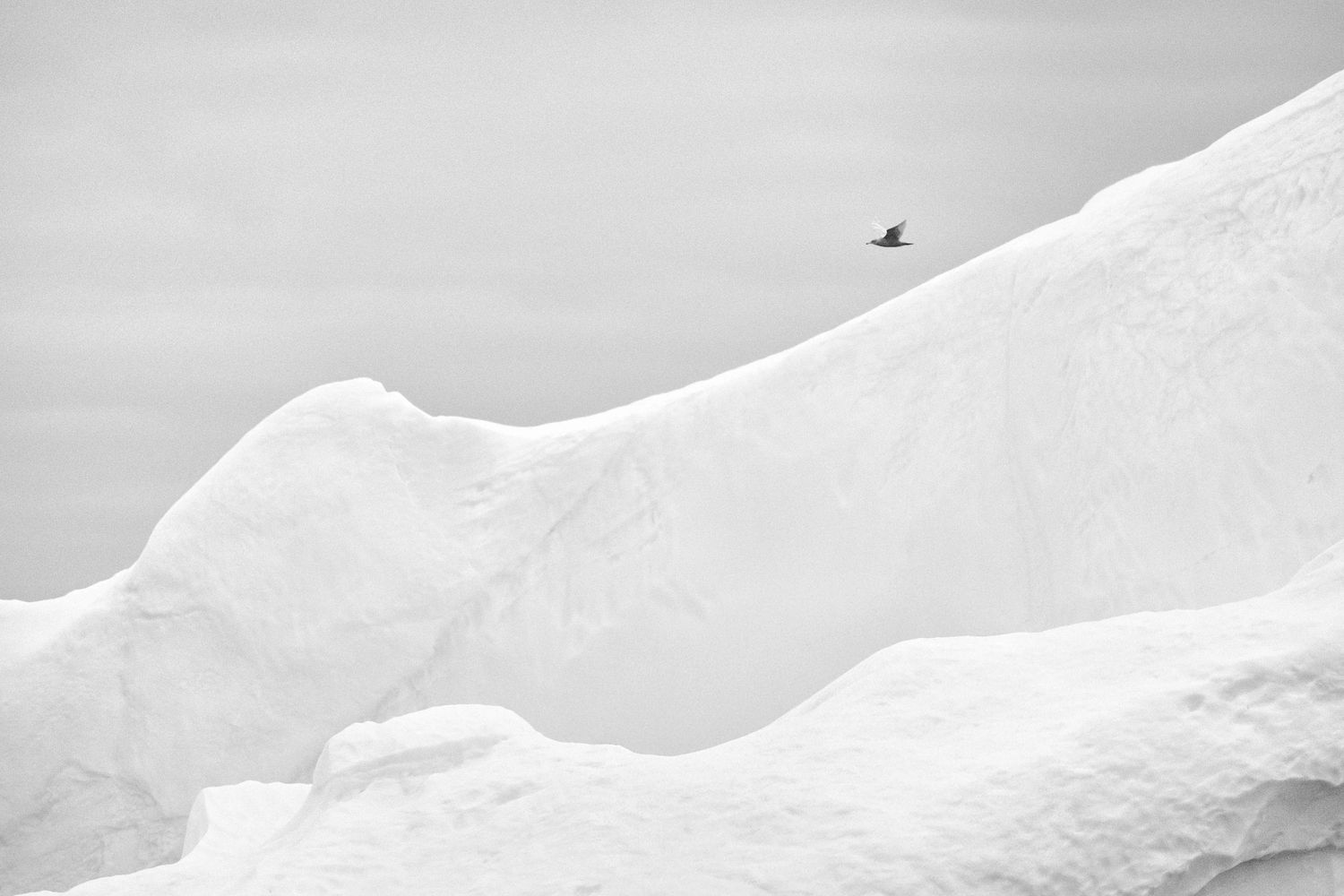 Rene Olivas Photography Bird in Flight Over Iceberg, Greenland