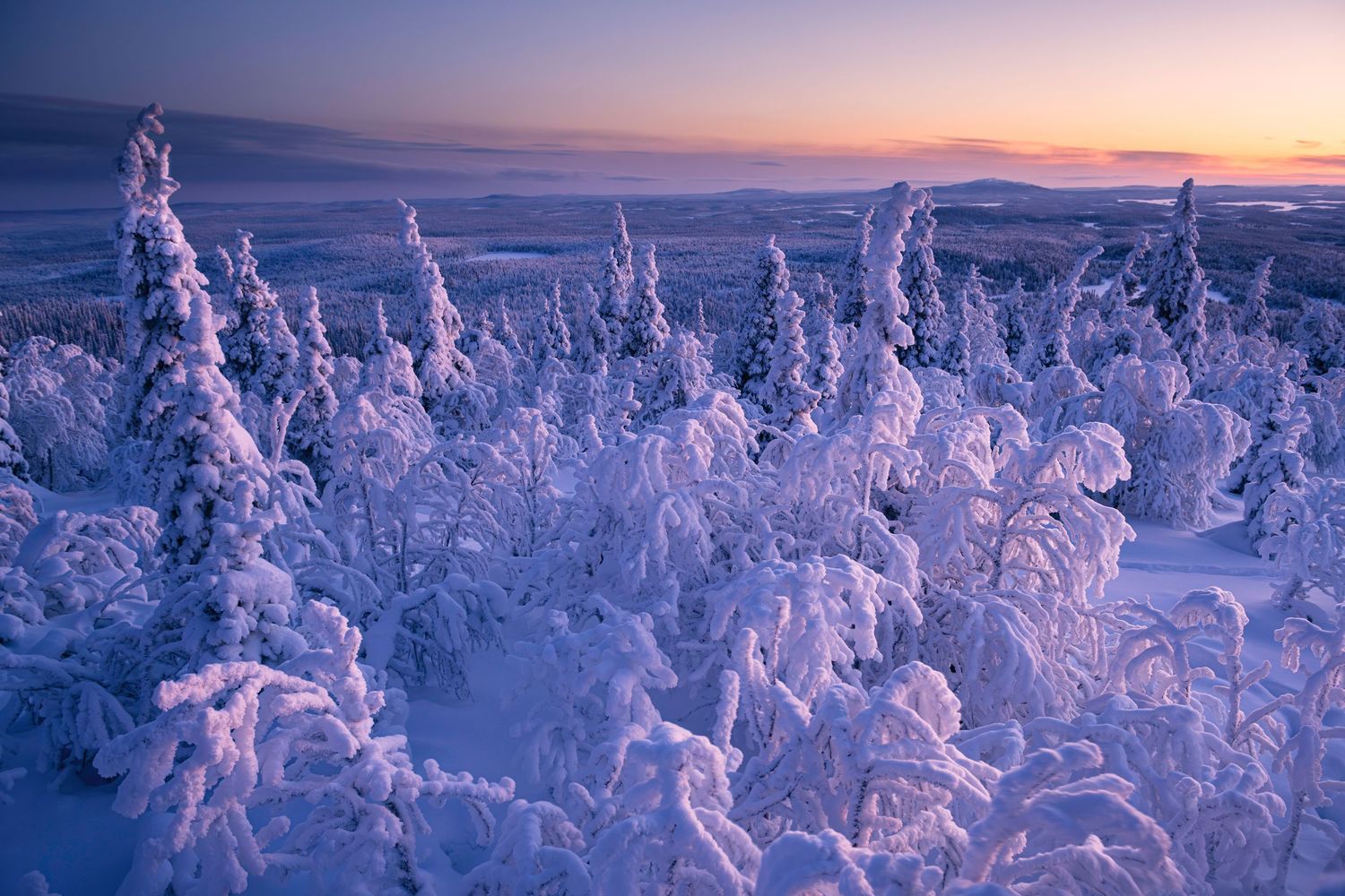 Rene Olivas Photography Frosted Finland Forest II