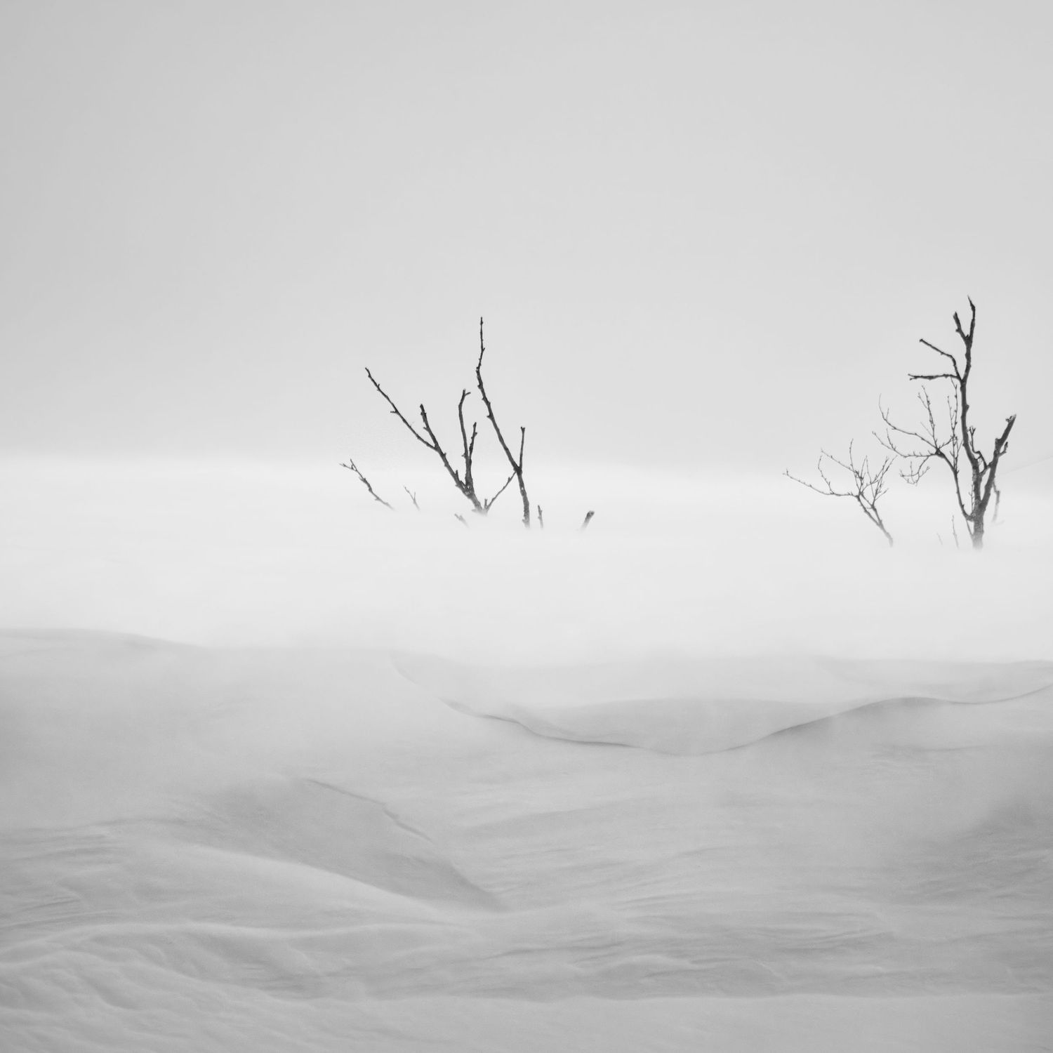 Rene Olivas Photography Trees in Norway Buried in Snow