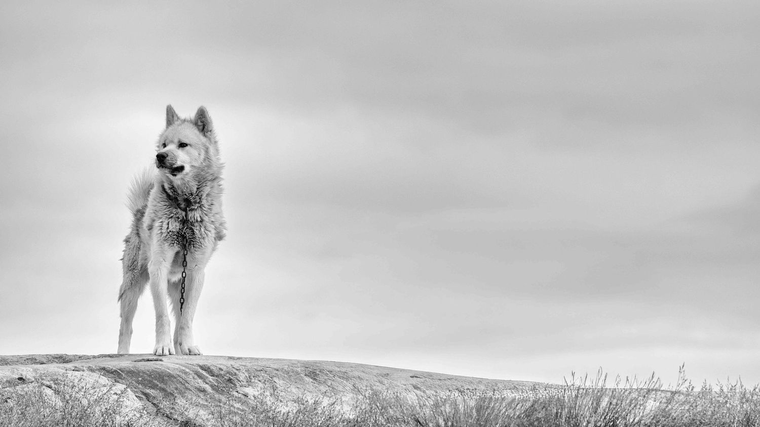 Rene Olivas Photography Husky Sled Dog in Training