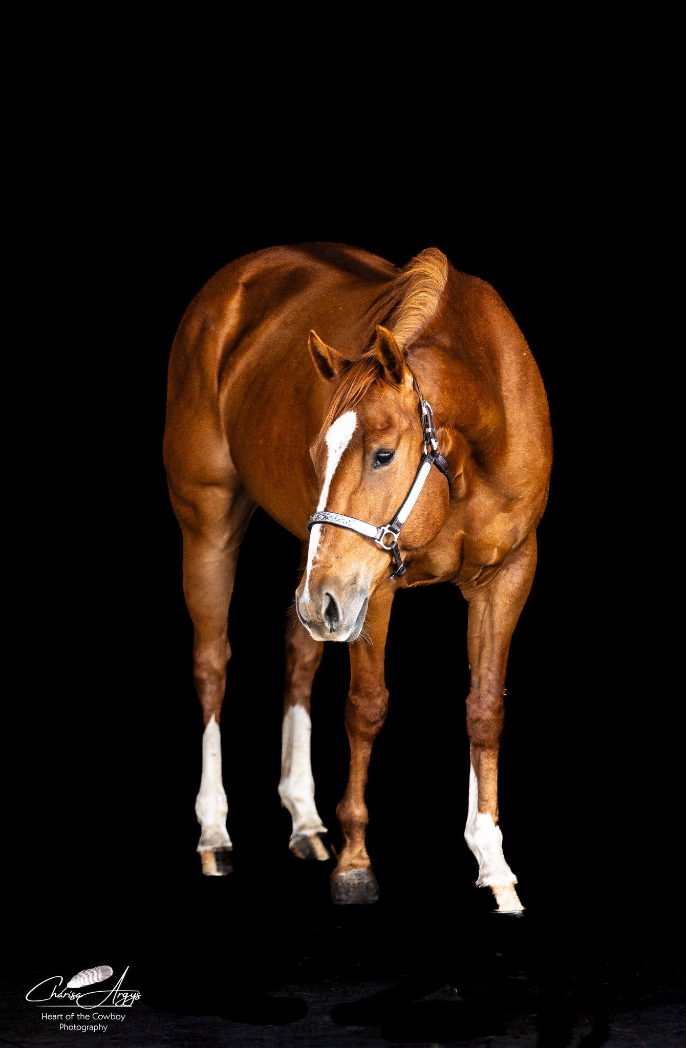 Fine art equine black background photography in Chaffee County by Heart of the Cowboy