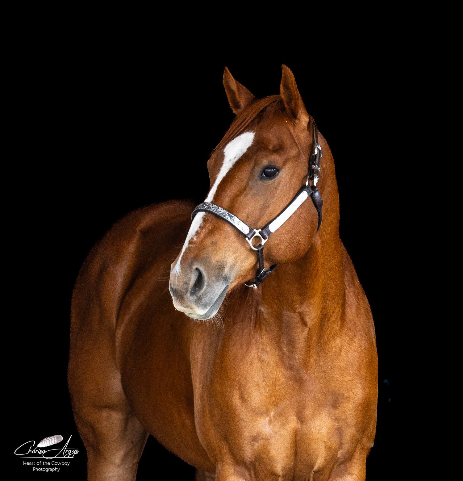 Fine art equine black background photography in Chaffee County by Heart of the Cowboy