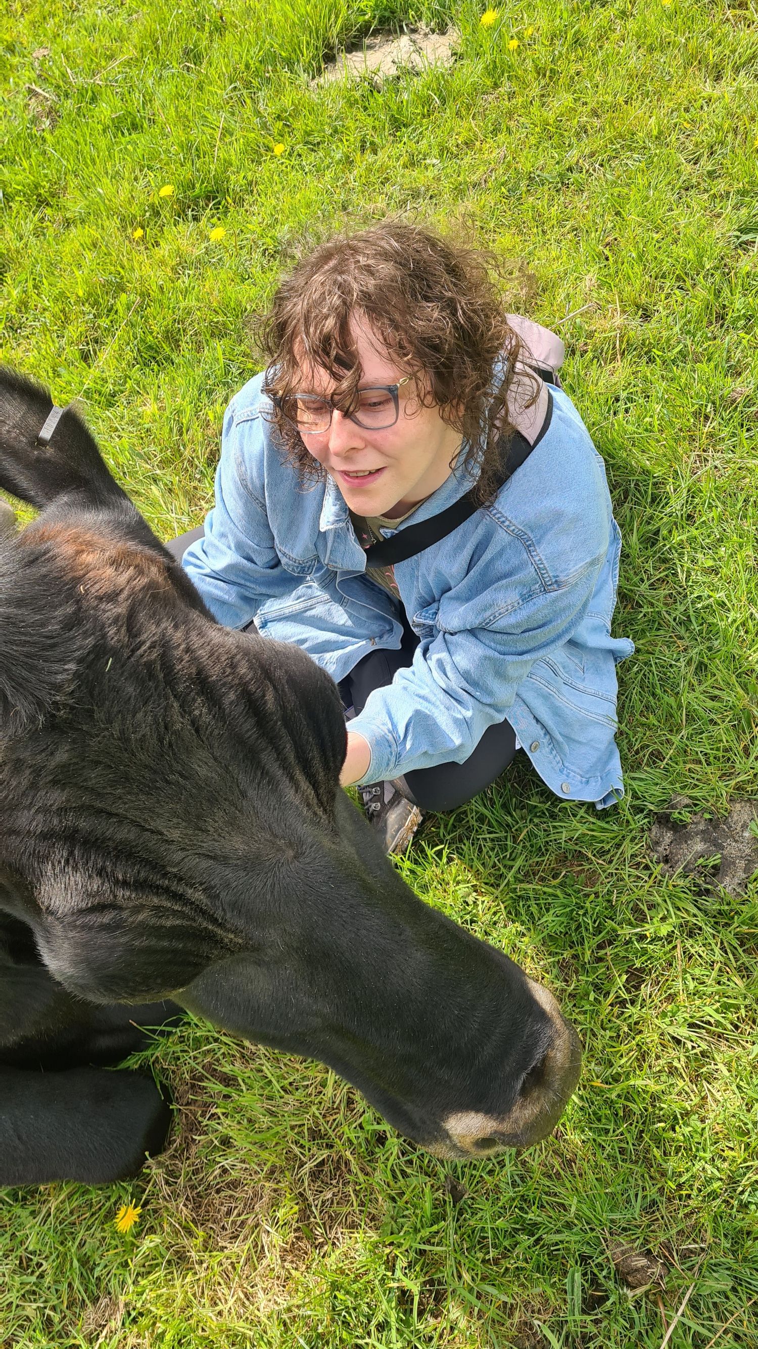 Woman in denim jacket sitting on grass petting a black calf on a sunny day.