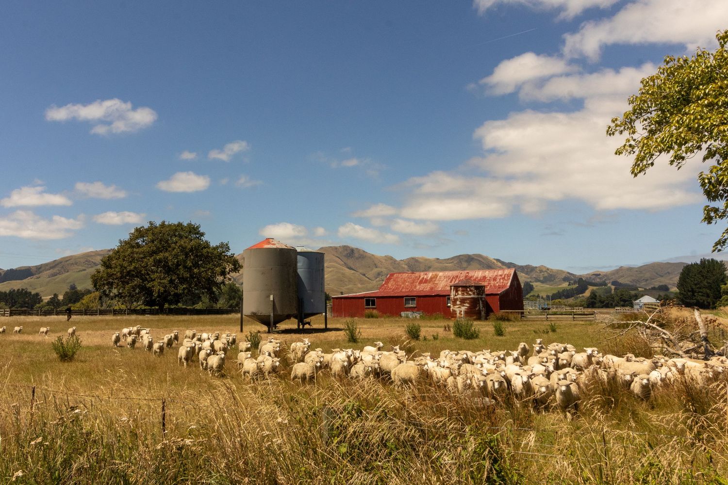 North Canterbury sheep farm