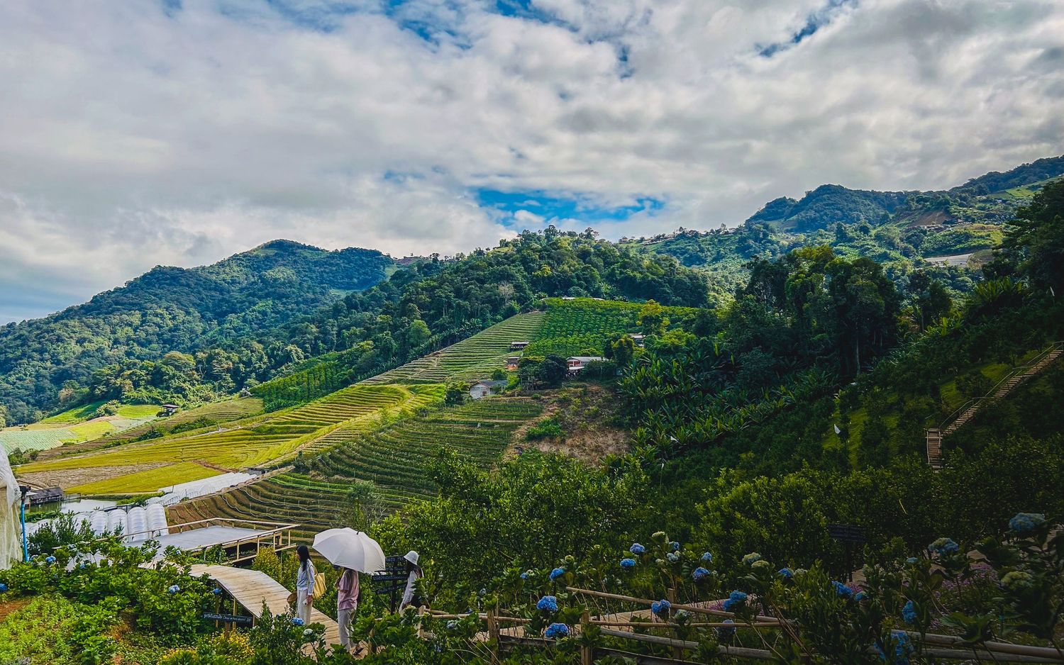 Chiang Mai Orange Farm